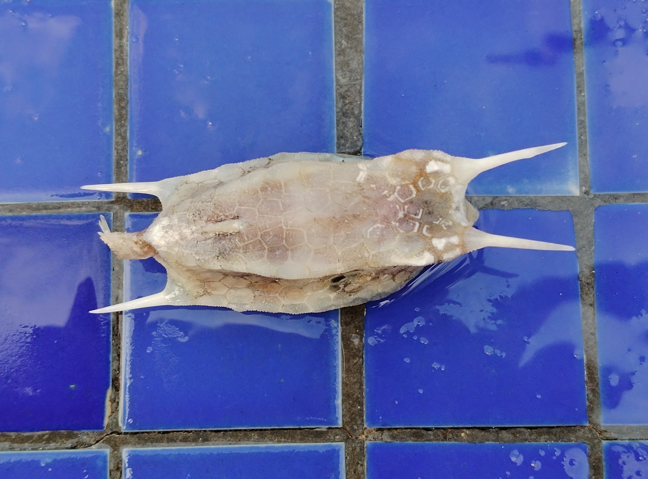 美国既没有调查也没有统计研究,信口就说