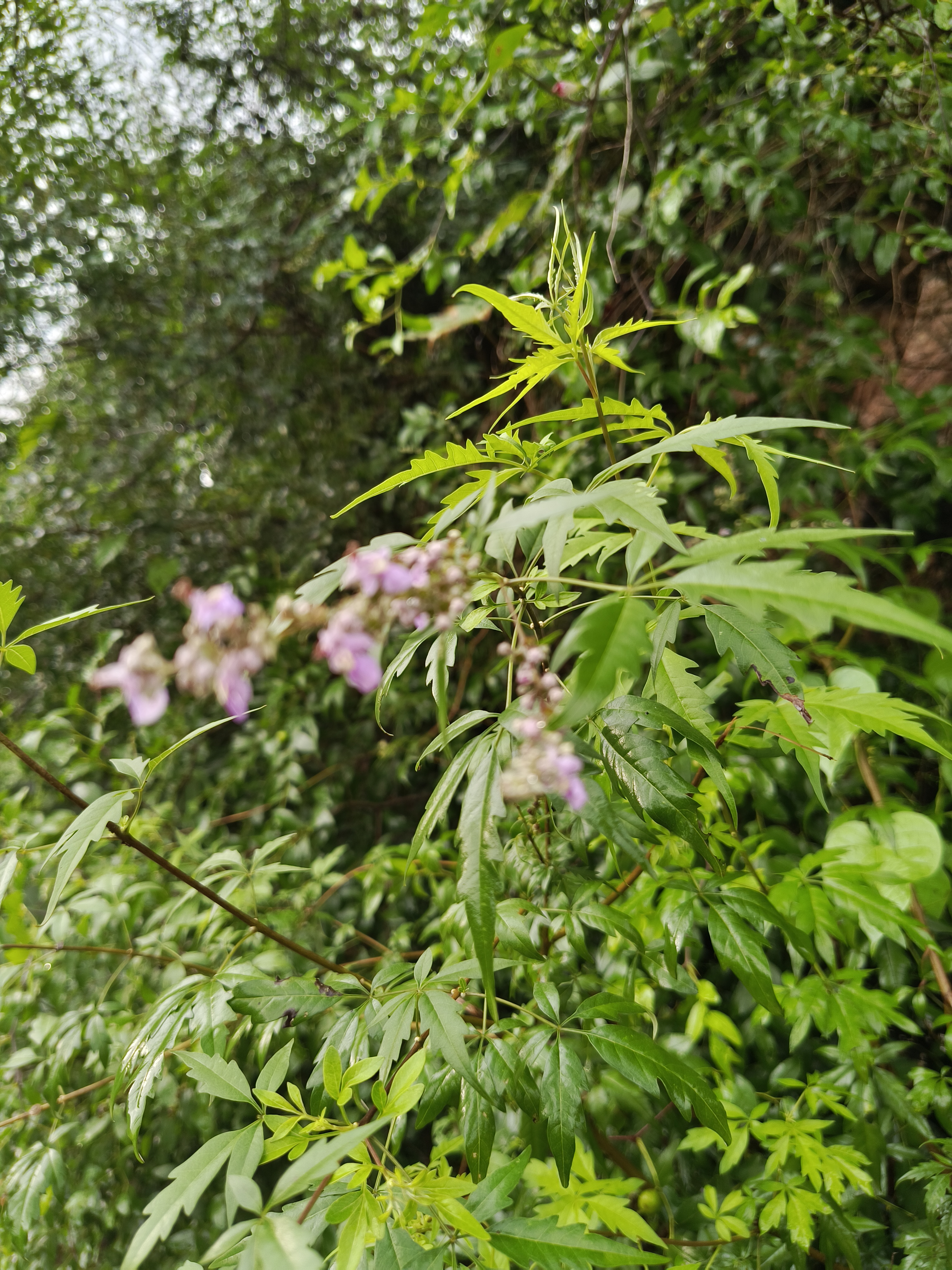 荆花荣茂图片