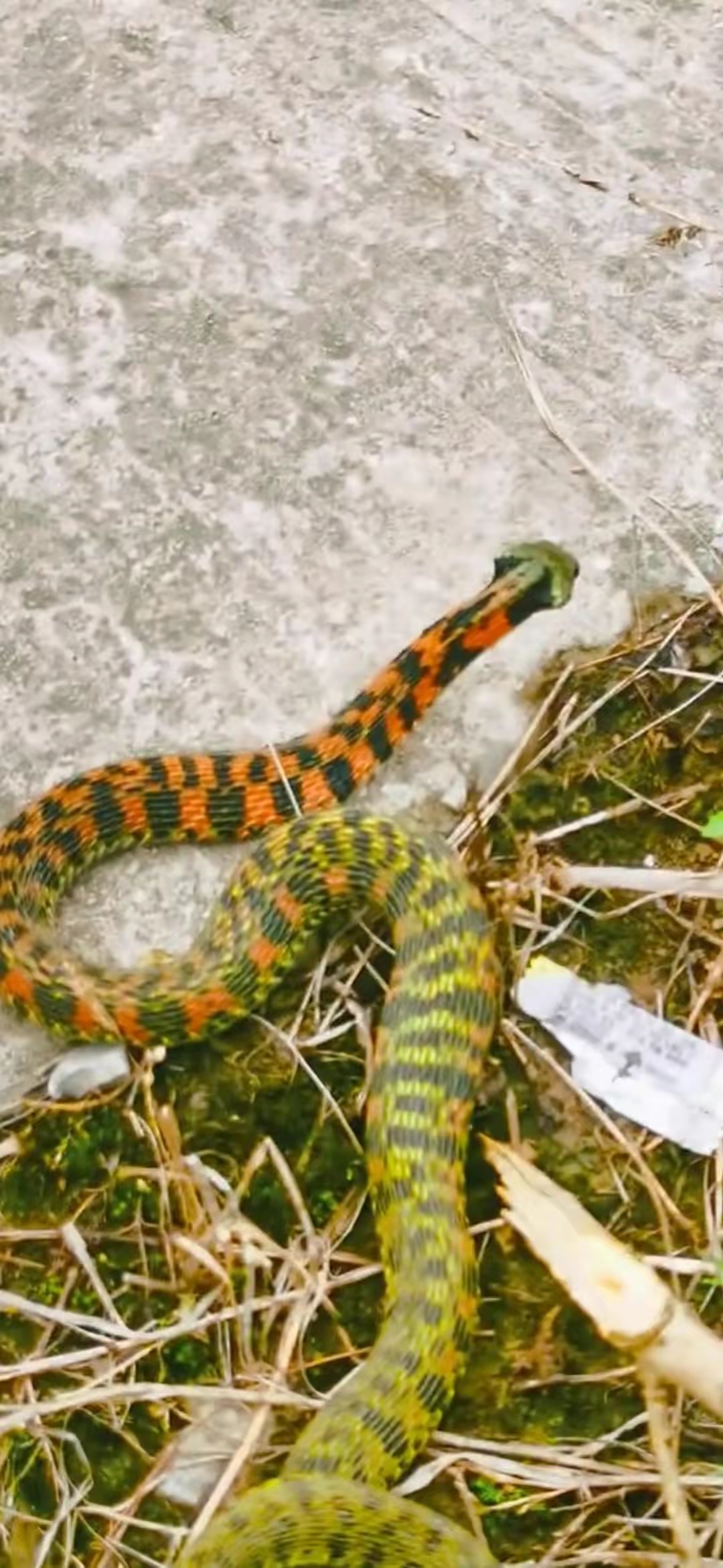 这条蛇的斑纹红绿黑相间,颜色丰富,看上去既美丽又神秘.