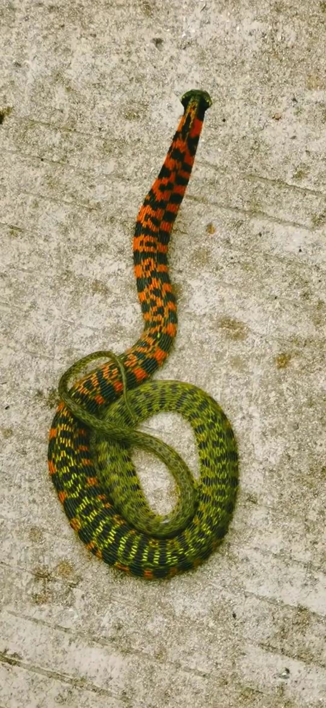 这条蛇的斑纹红绿黑相间,颜色丰富,看上去既美丽又神秘.