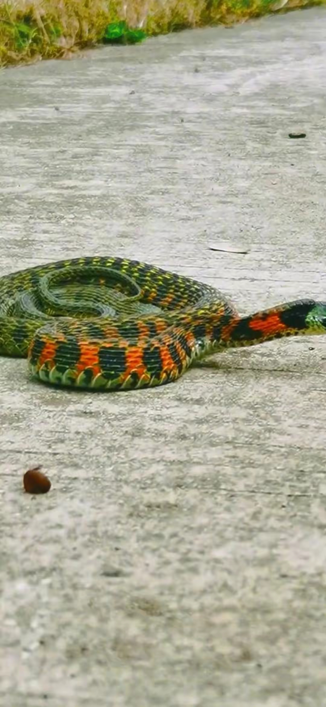 这条蛇的斑纹红绿黑相间,颜色丰富,看上去既美丽又神秘.