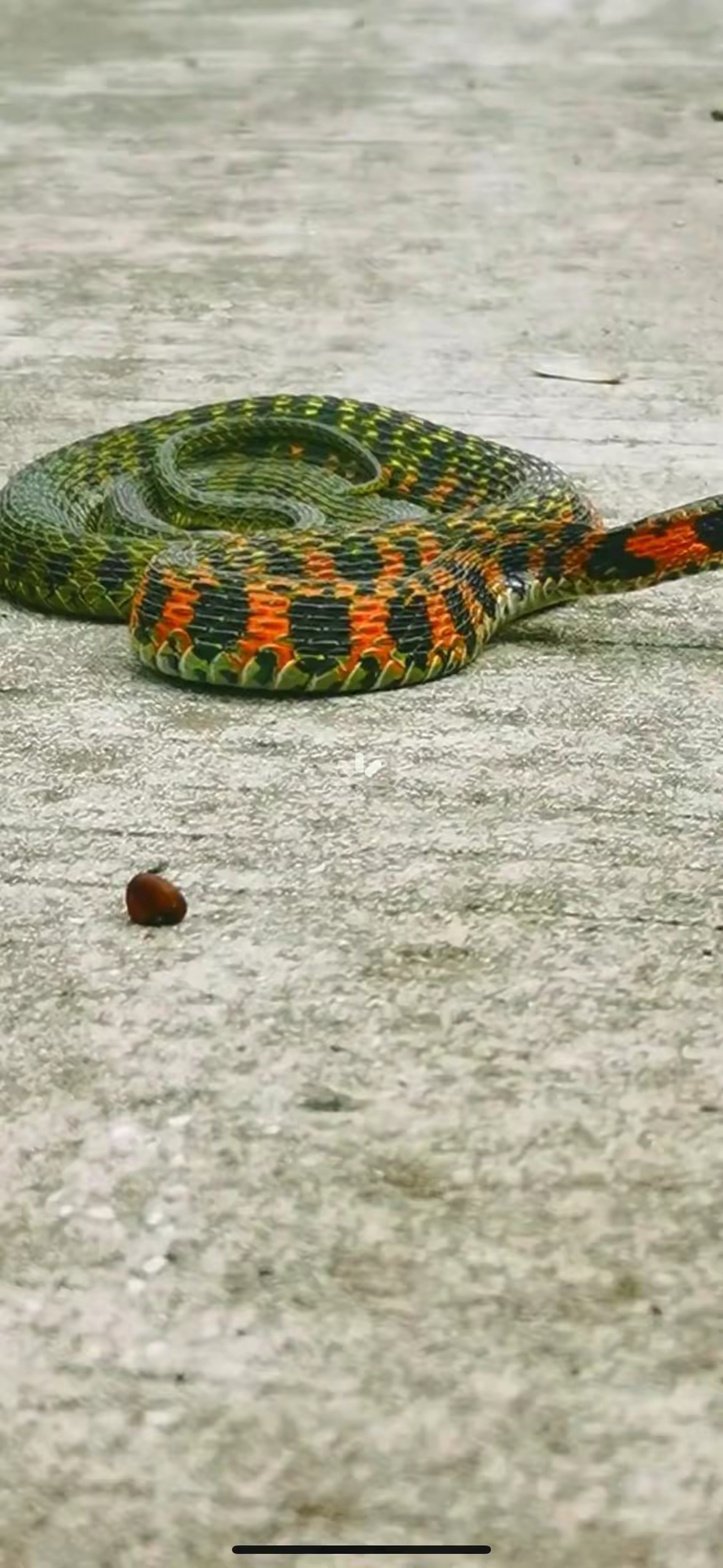 这条蛇的斑纹红绿黑相间,颜色丰富,看上去既美丽又神秘.