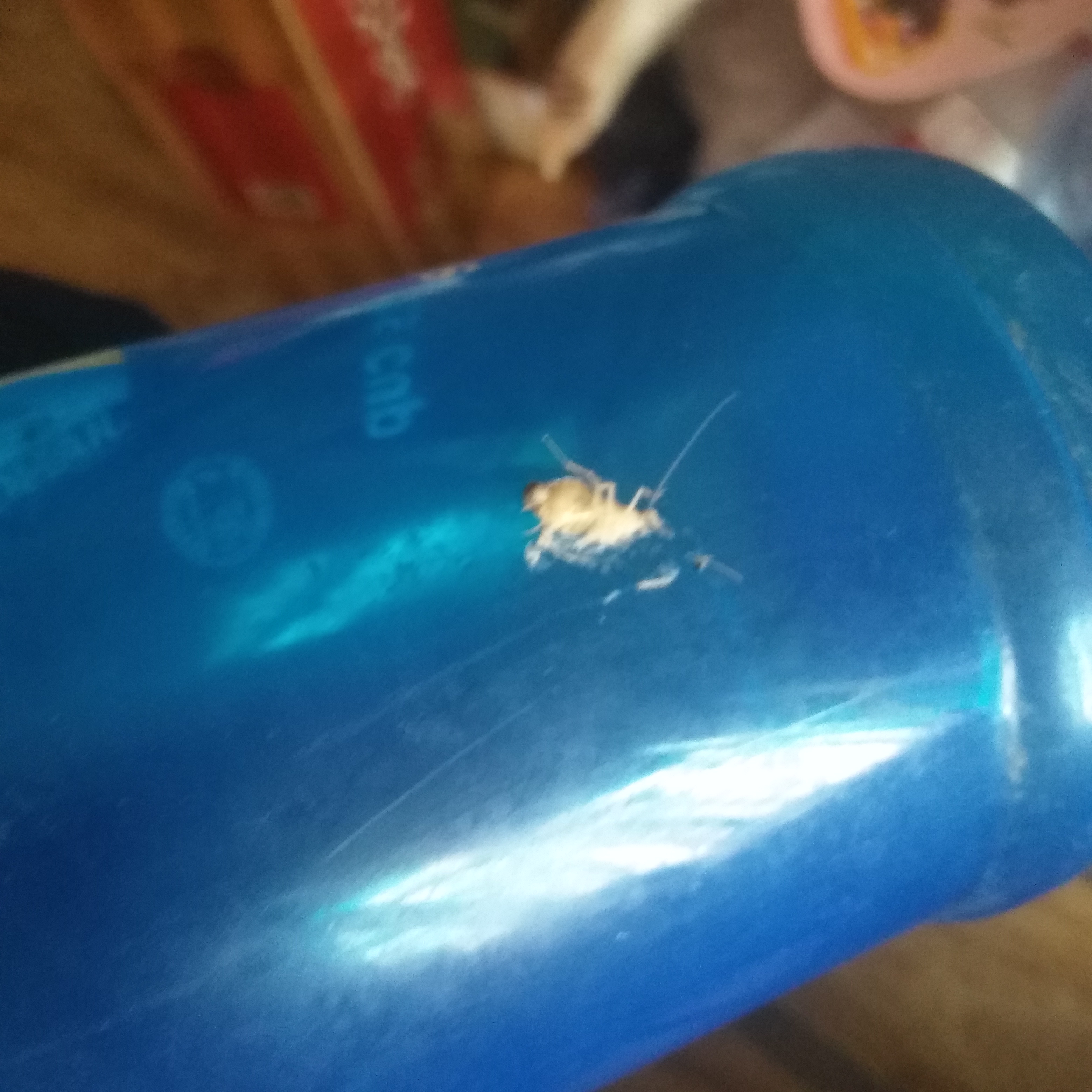 有谁见过白色的蟑螂?