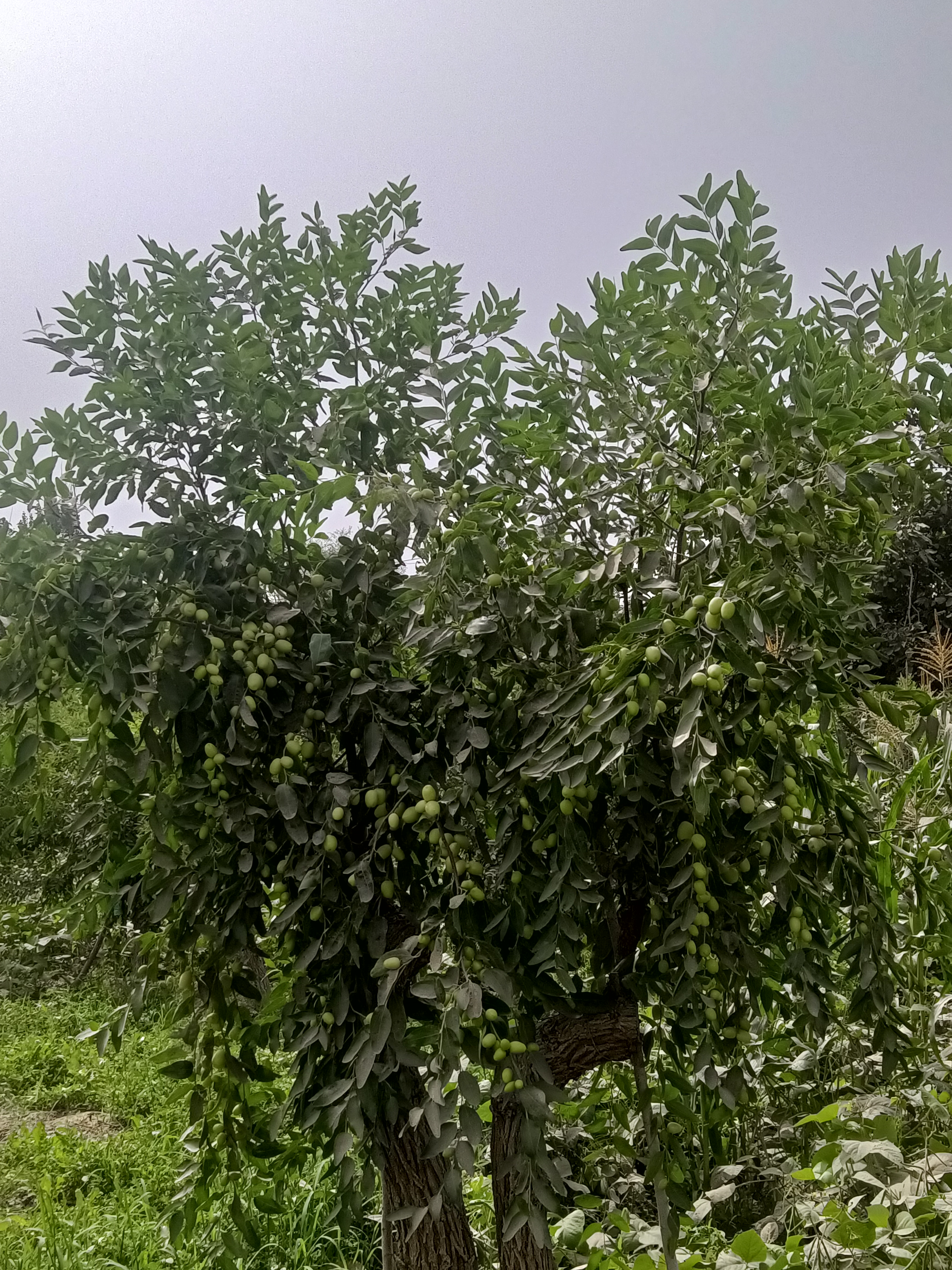 琥玛儿枣形似卵状,又被称
