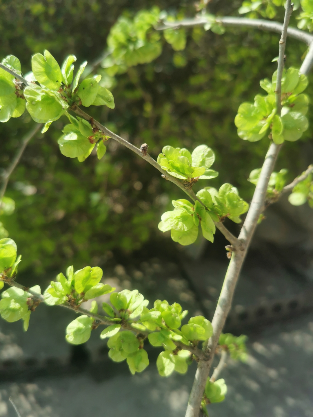 榆树花图片大全 高清图片