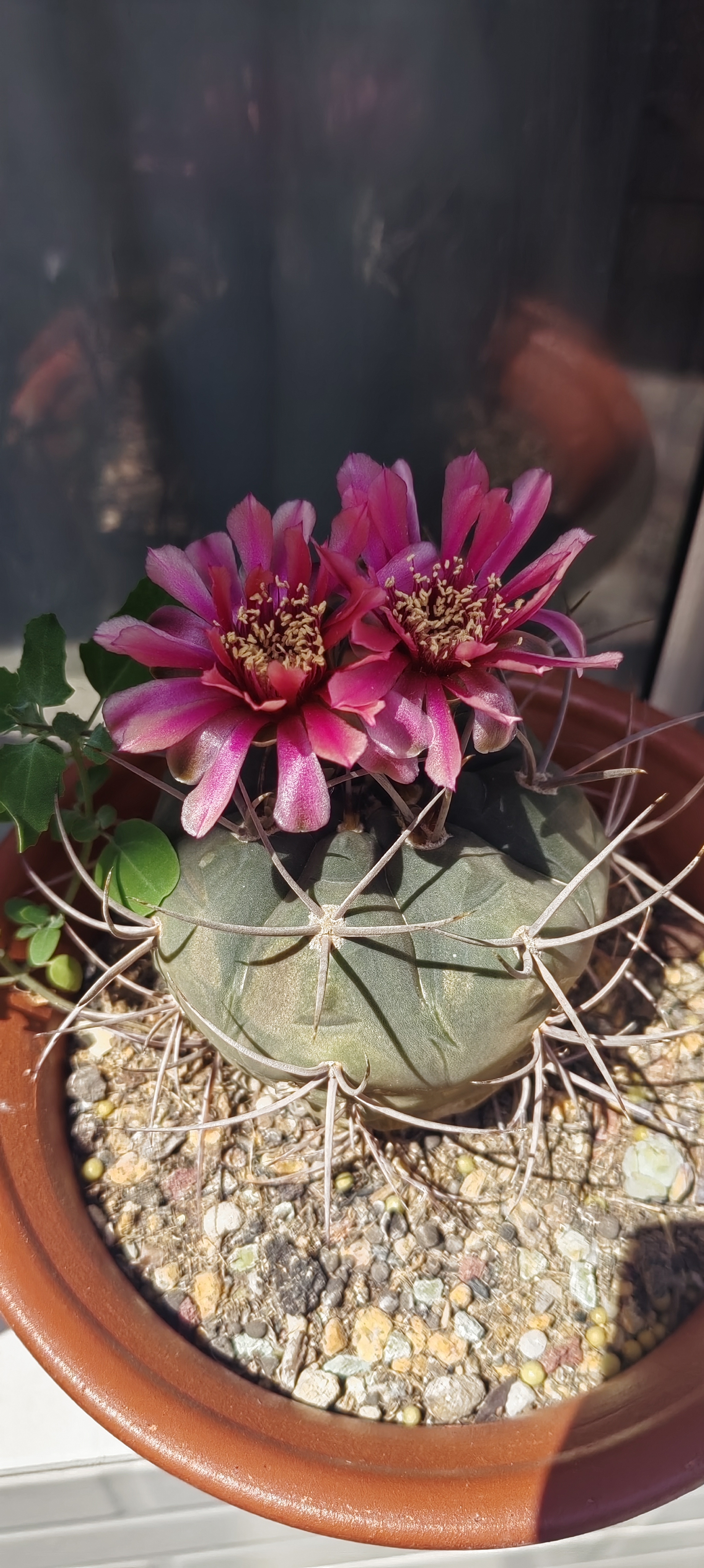 仙人球开花大集合