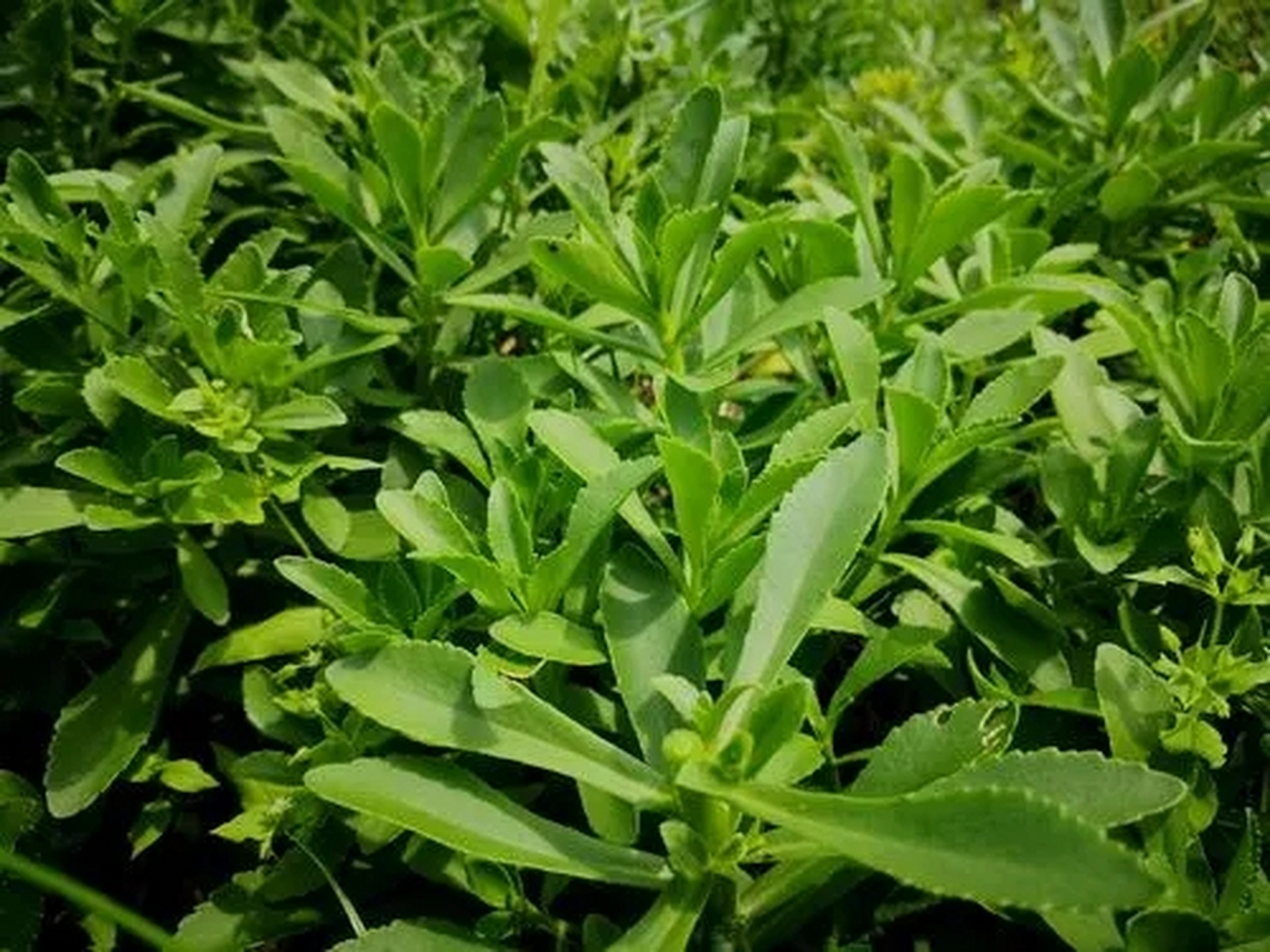 种植# 首先,我们要知道养心菜的生长周期其实并不长,通常在45-50天