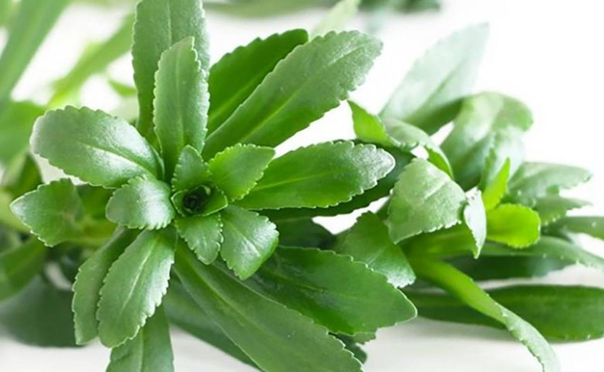 首先,养心菜的种植方法并不难,只要你有一定的耐心和技巧,就可以