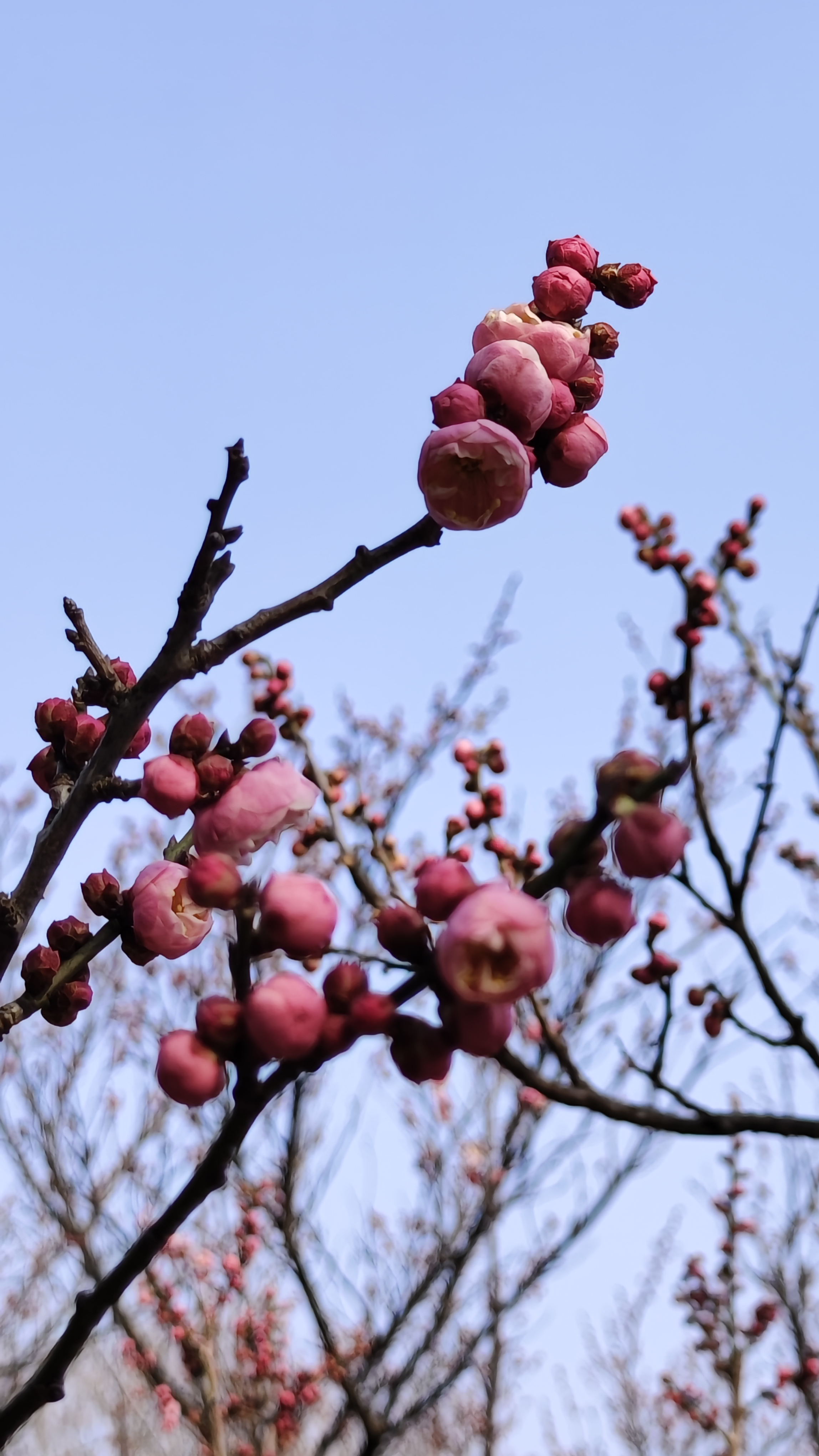 天坛公园梅花图片