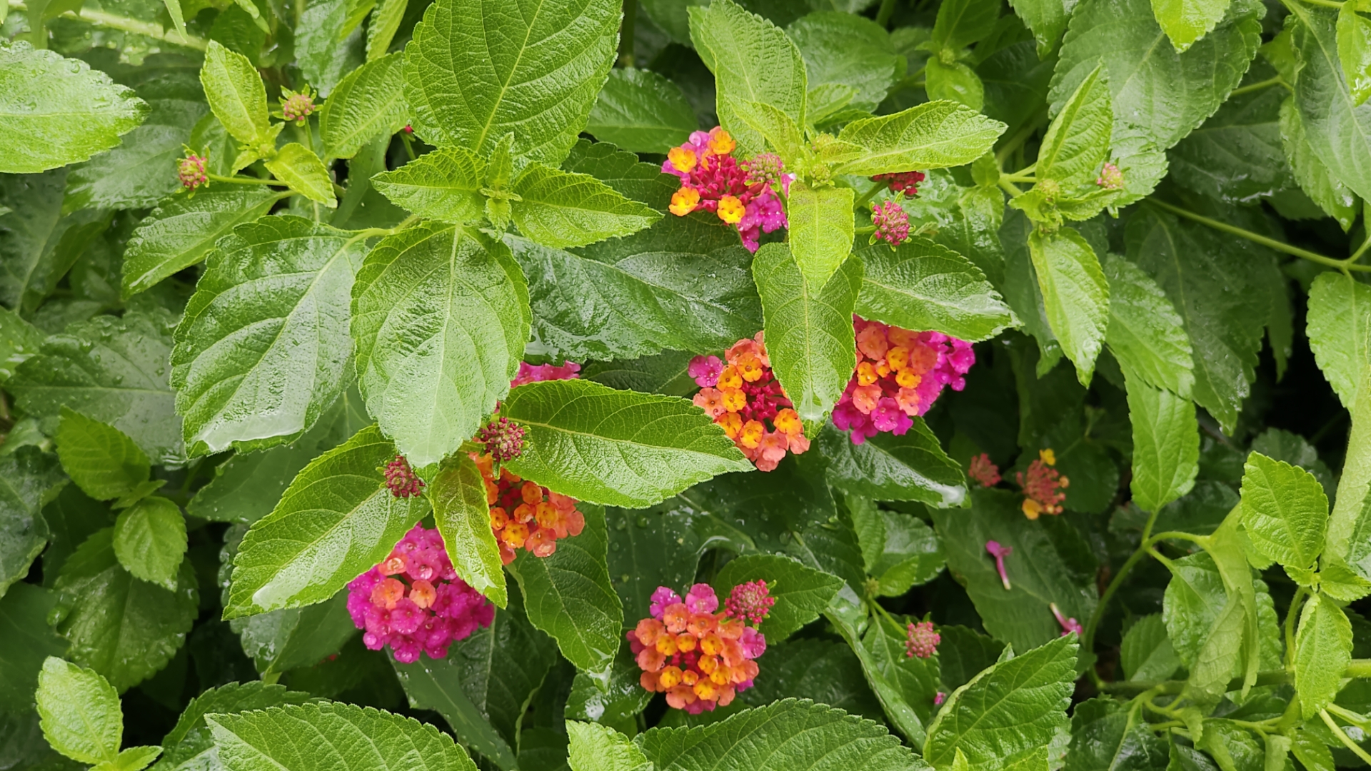 下雨的时候撑着伞拍了几张照片,叶子很嫩很干净很滋润的样子,花朵也很