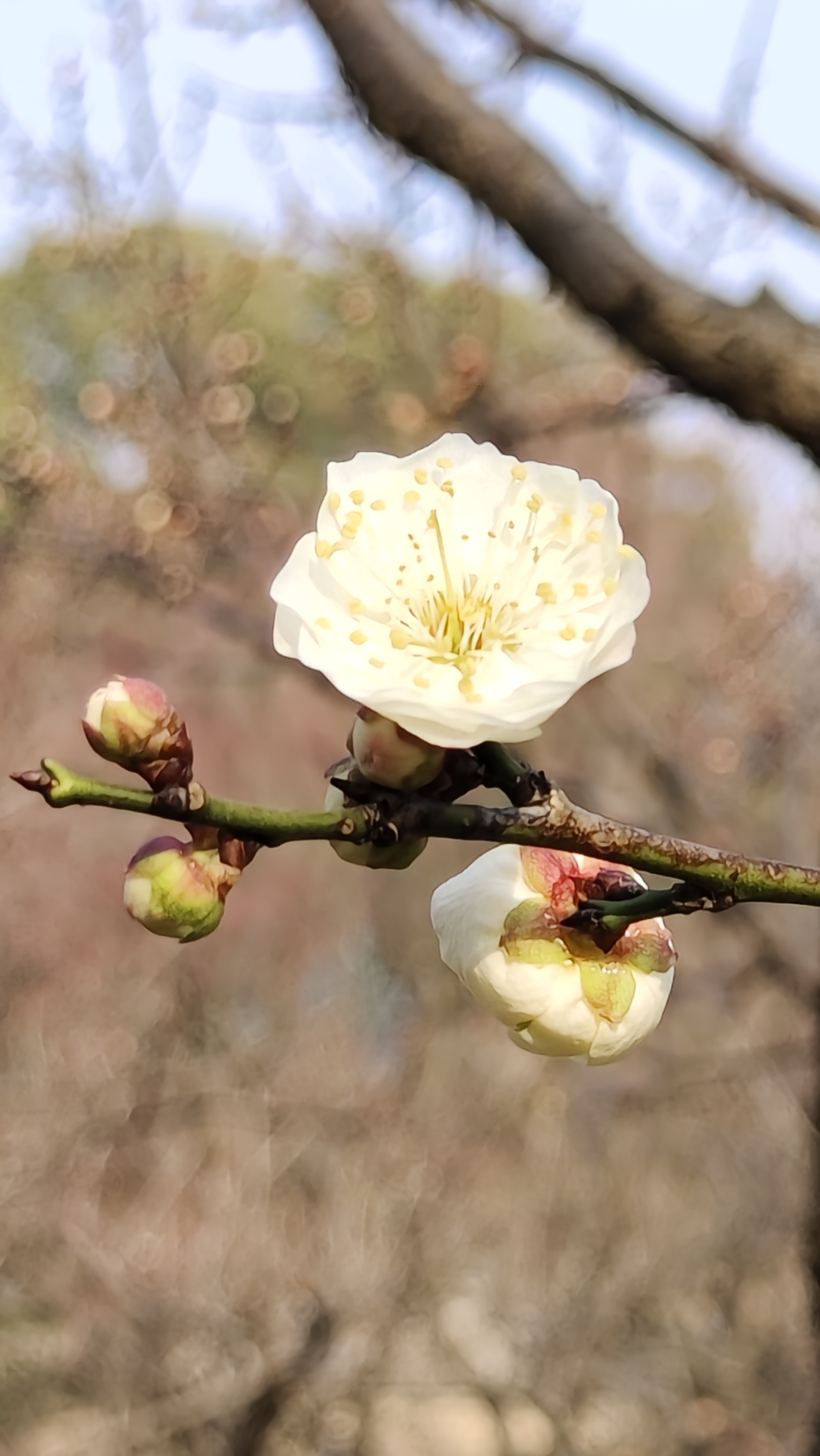 天坛公园梅花图片