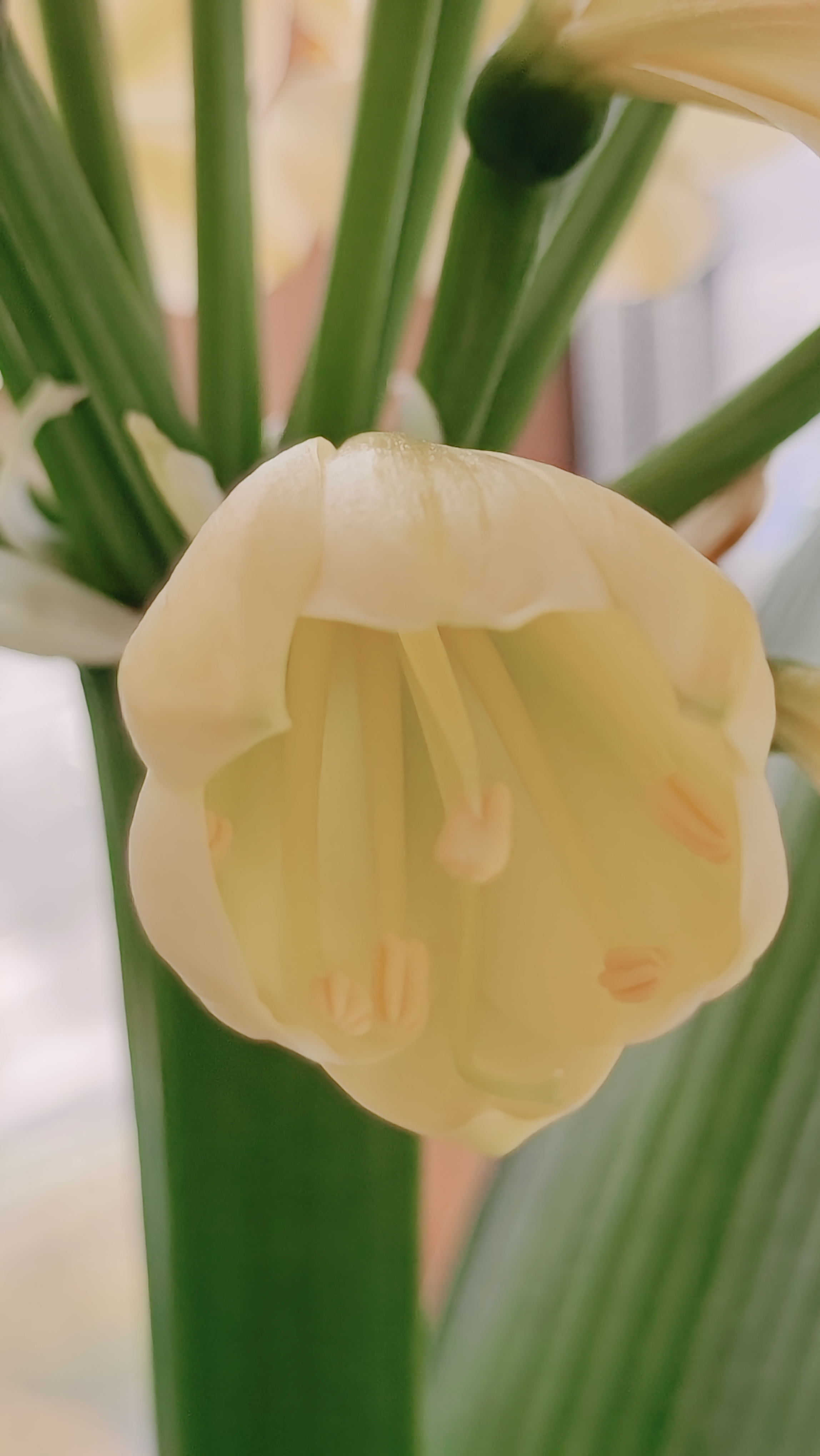 今年春天梦幻君子兰一路顺利开花,花开十七朵,而且能做到十七朵同时