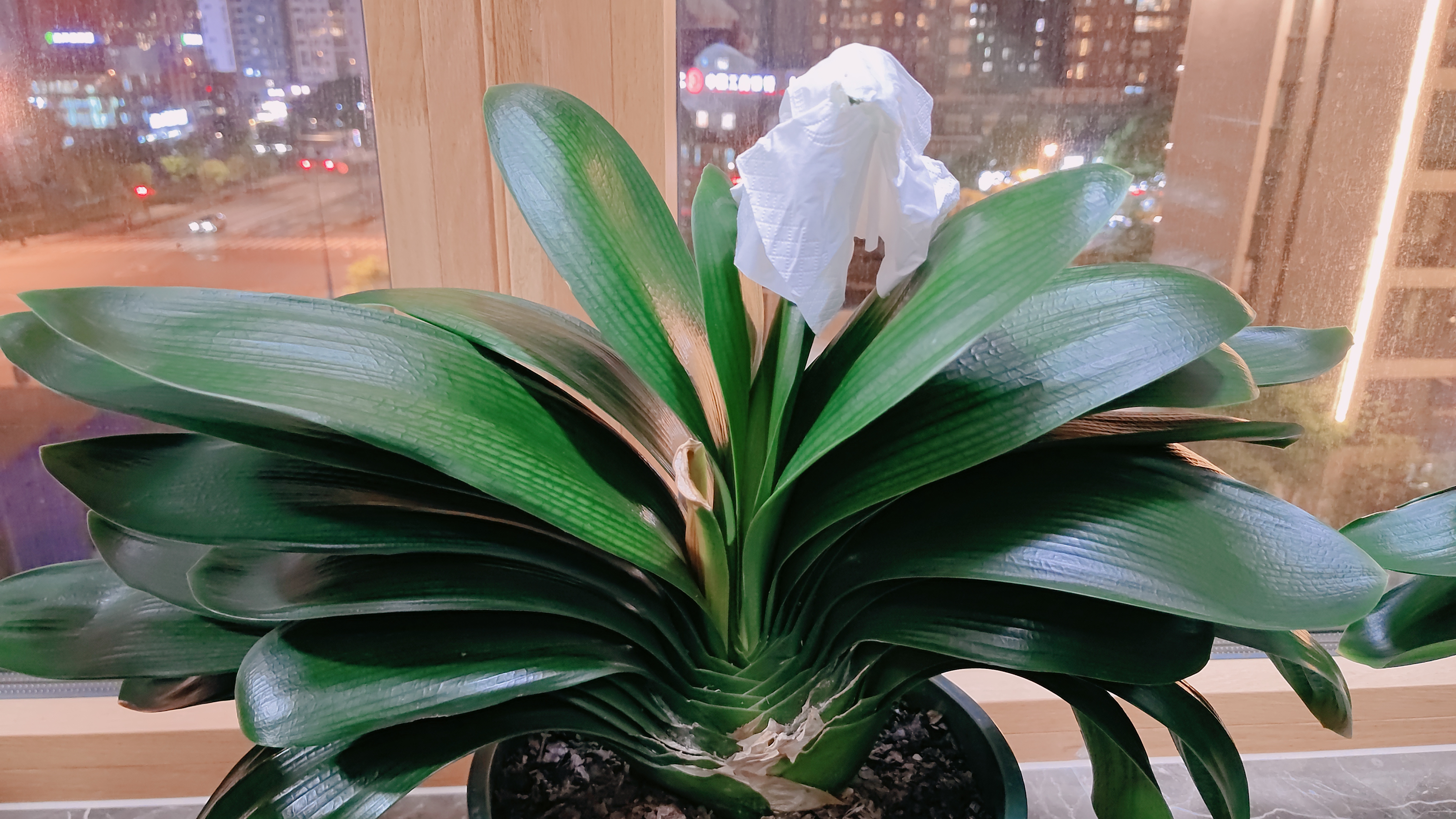 今天给两盆三棵君子兰换了盆,分了盆,换了土.