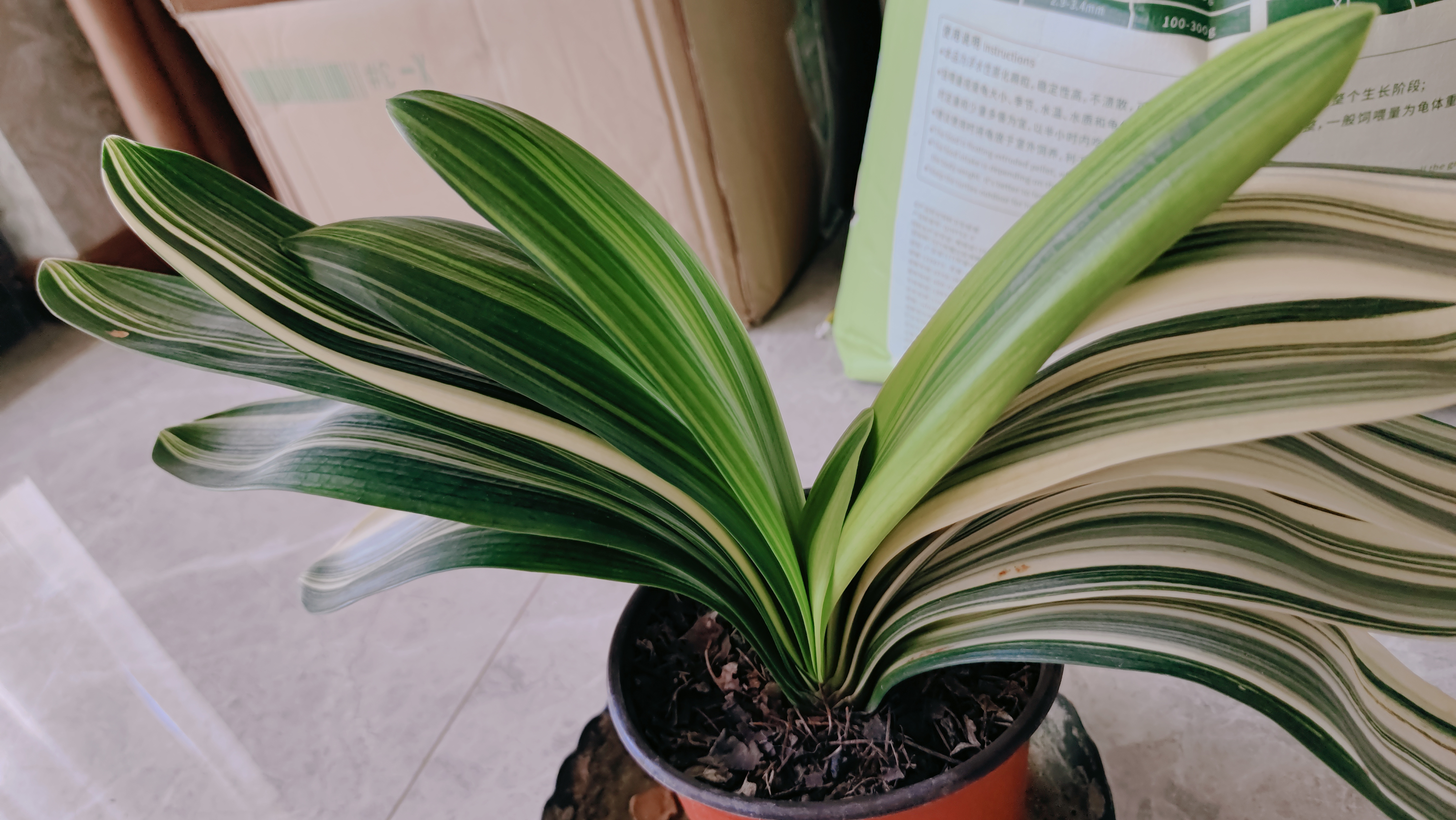 家里的几盆君子兰,以它们为代表,说明它们正在努力渡过炎炎夏日