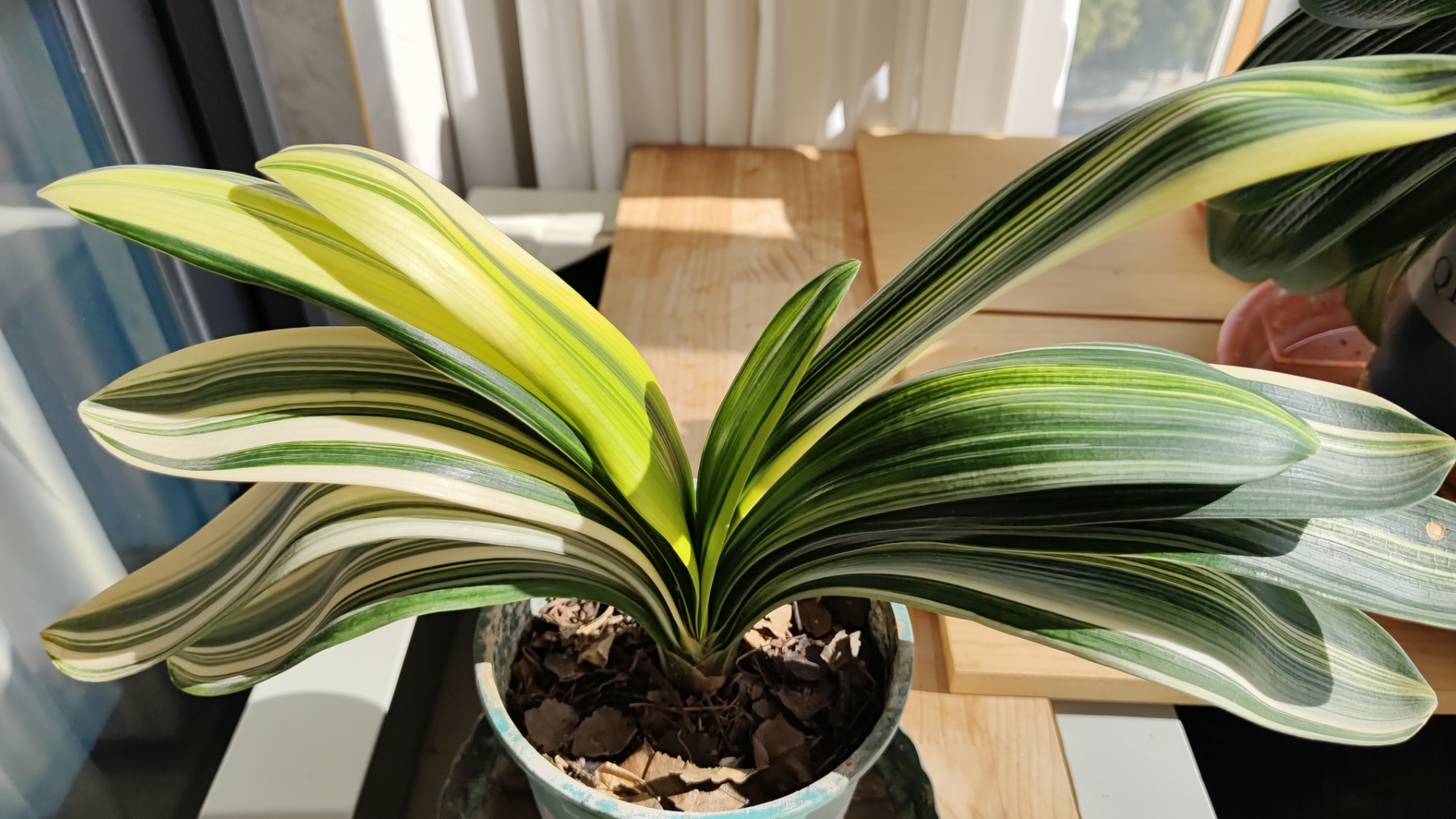 最不会养的就是彩兰,左图是今天刚拍的样子,和一年零四个多月前来家时