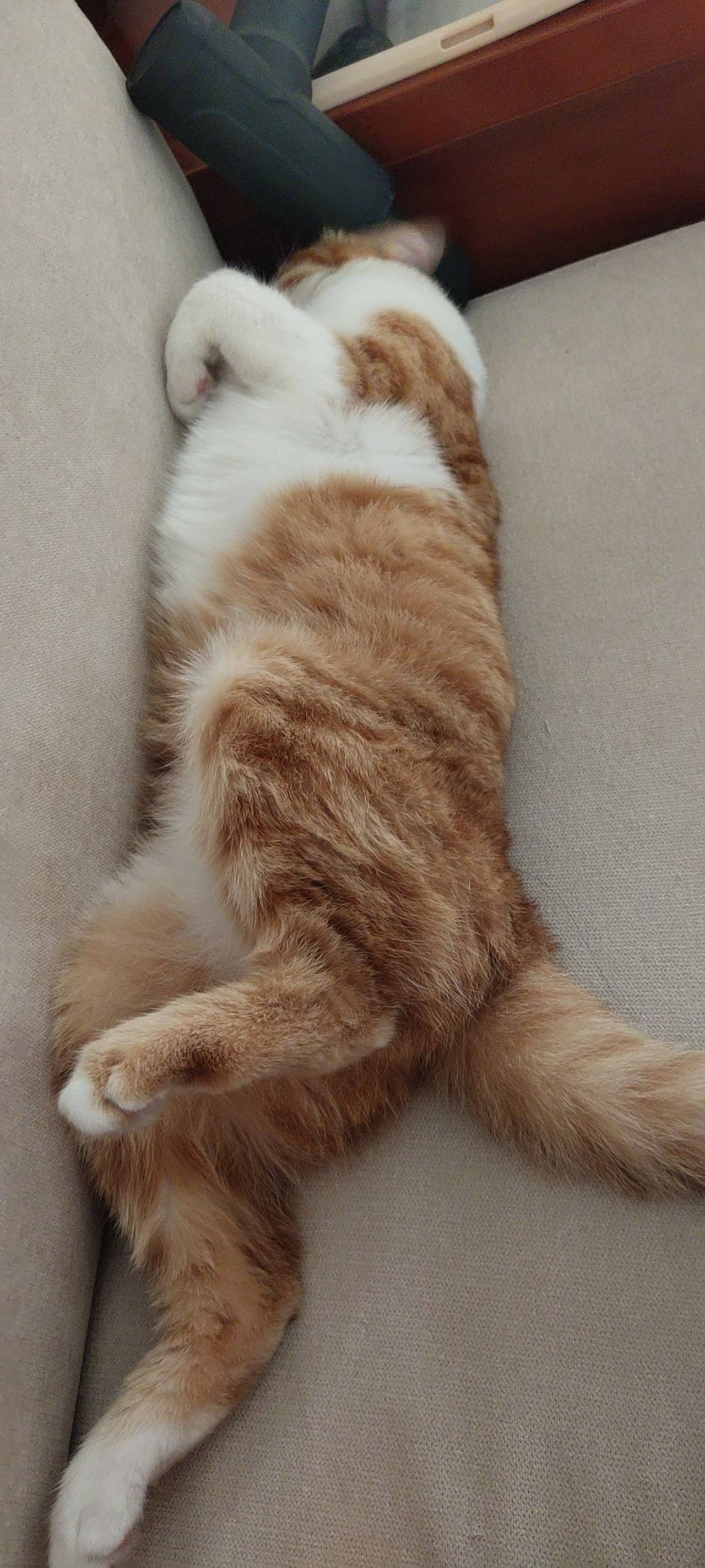 开启幺鸡的睡觉模式