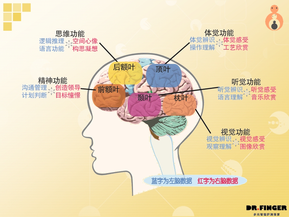 快来了解左右脑各叶区的功能吧 你知道吗?