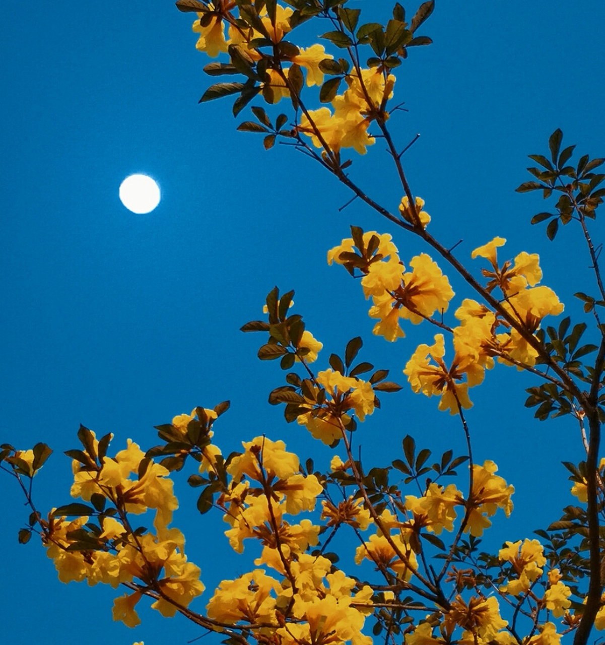 求下联[作揖][作揖][作揖] 上联:月圆花好花捧月 下联:[鲜花][鲜花]