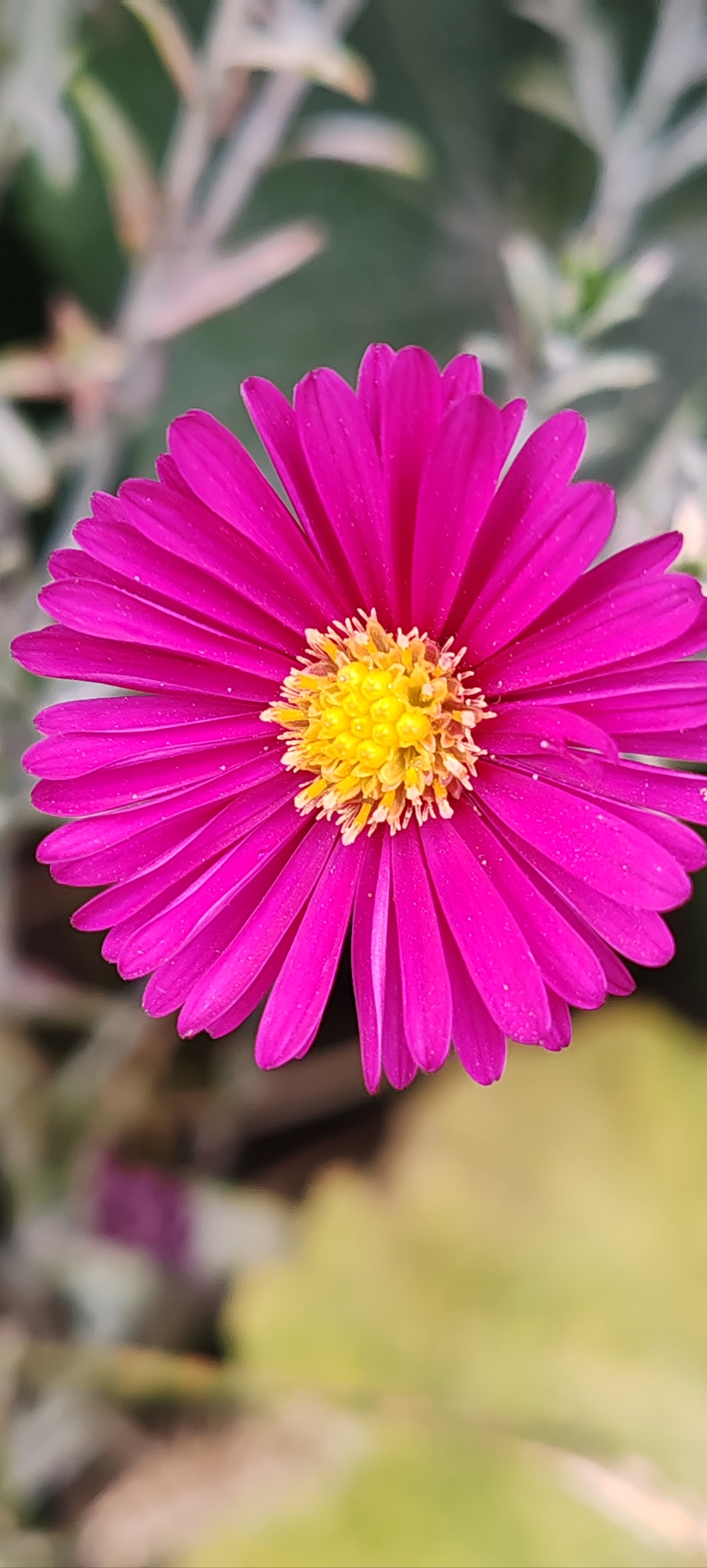 秋天的太阳菊花