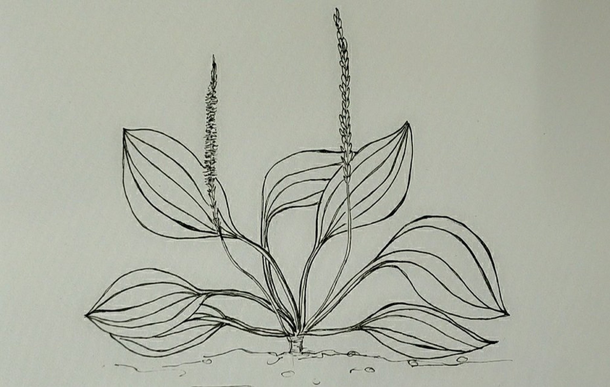 画画# #爱画画# #每天画画# #零基础学画画# 车前草#手绘# #每日一画