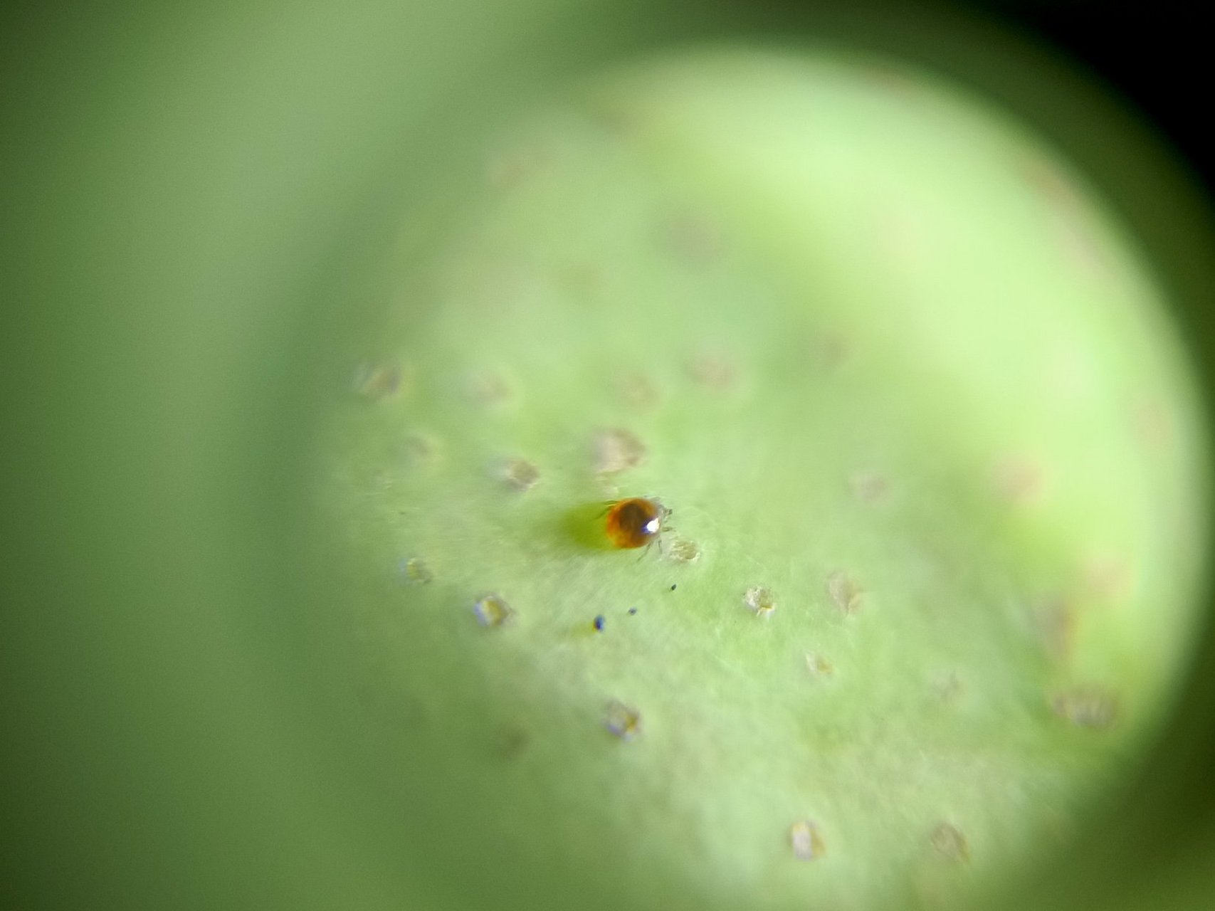 这个虫子有八条腿,应该属于蛛型冈,褐色,老熟后颜色更黑,黑褐色.