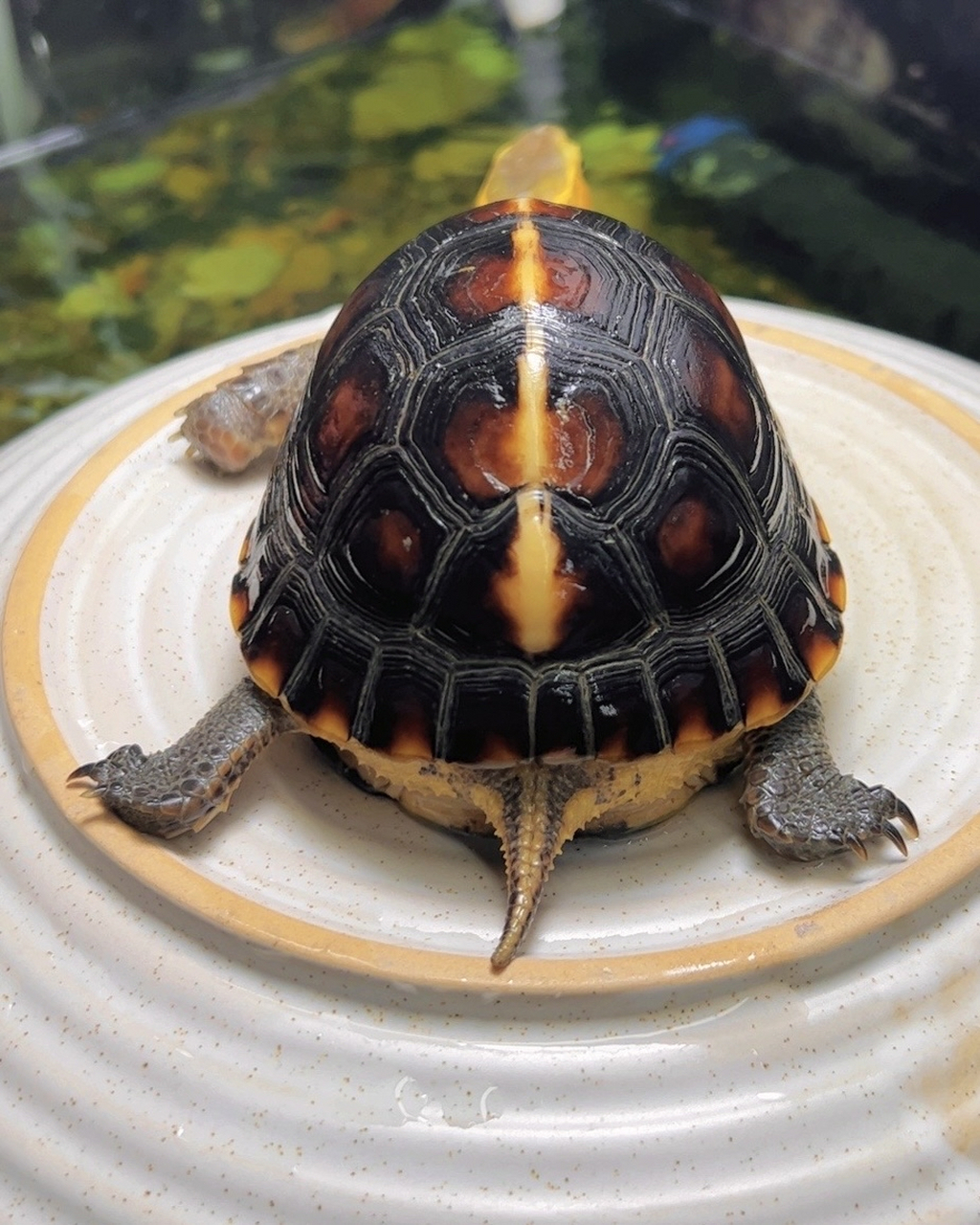 我要给大家种草一个超级可爱的小家伙——黄缘闭壳龟!