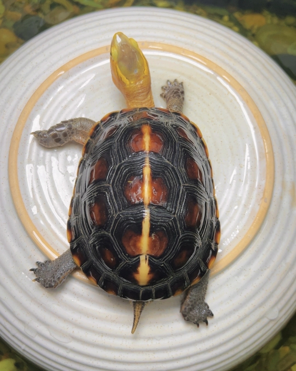 我要给大家种草一个超级可爱的小家伙——黄缘闭壳龟!