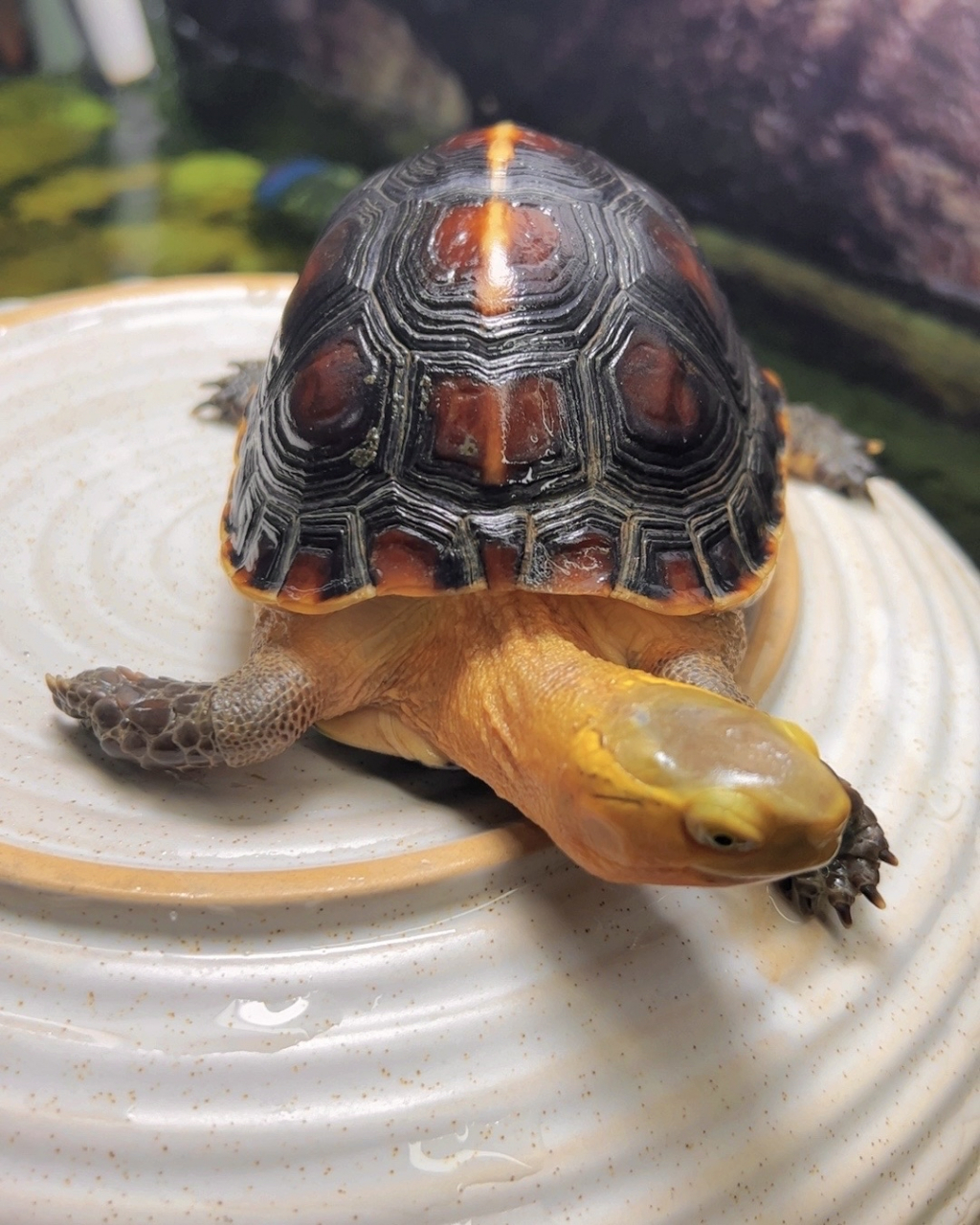 我要给大家种草一个超级可爱的小家伙——黄缘闭壳龟!