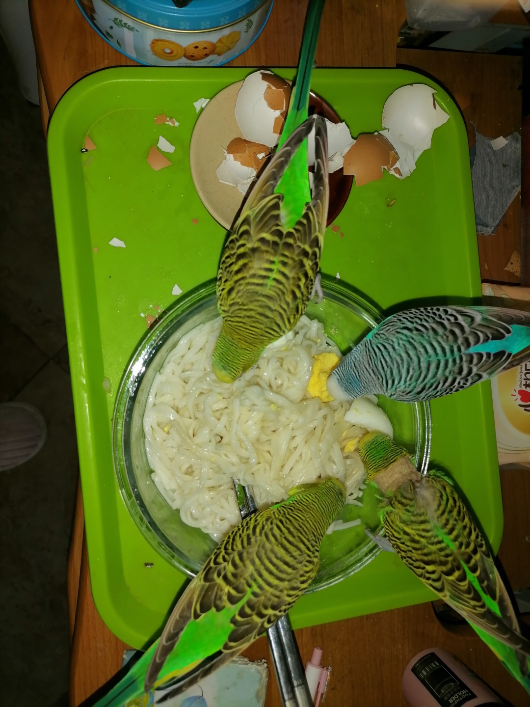 一家鸟子就要齐齐整整一起吃饭
