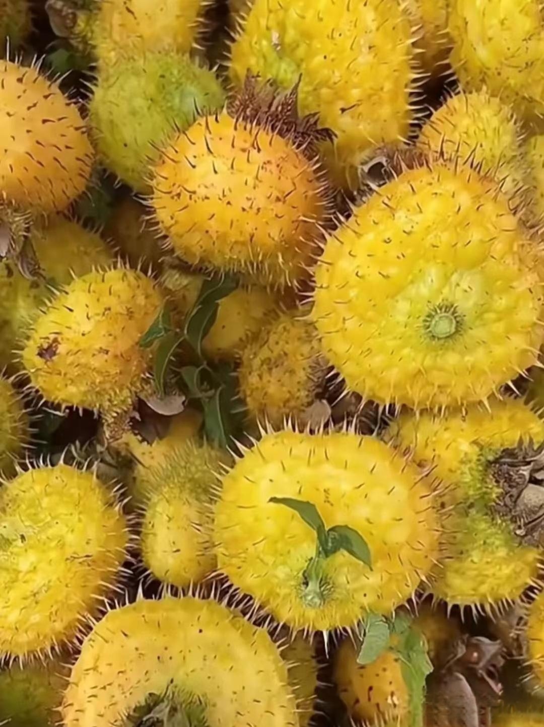 回老家和多年未见的发小约好一起出去爬山,看到了这种长满刺的果子,金