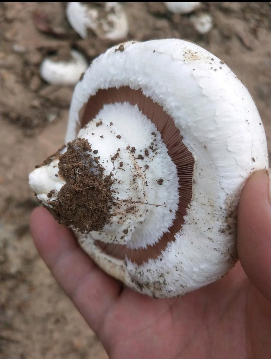 但的确它不是?到底是什么呢?有谁知道