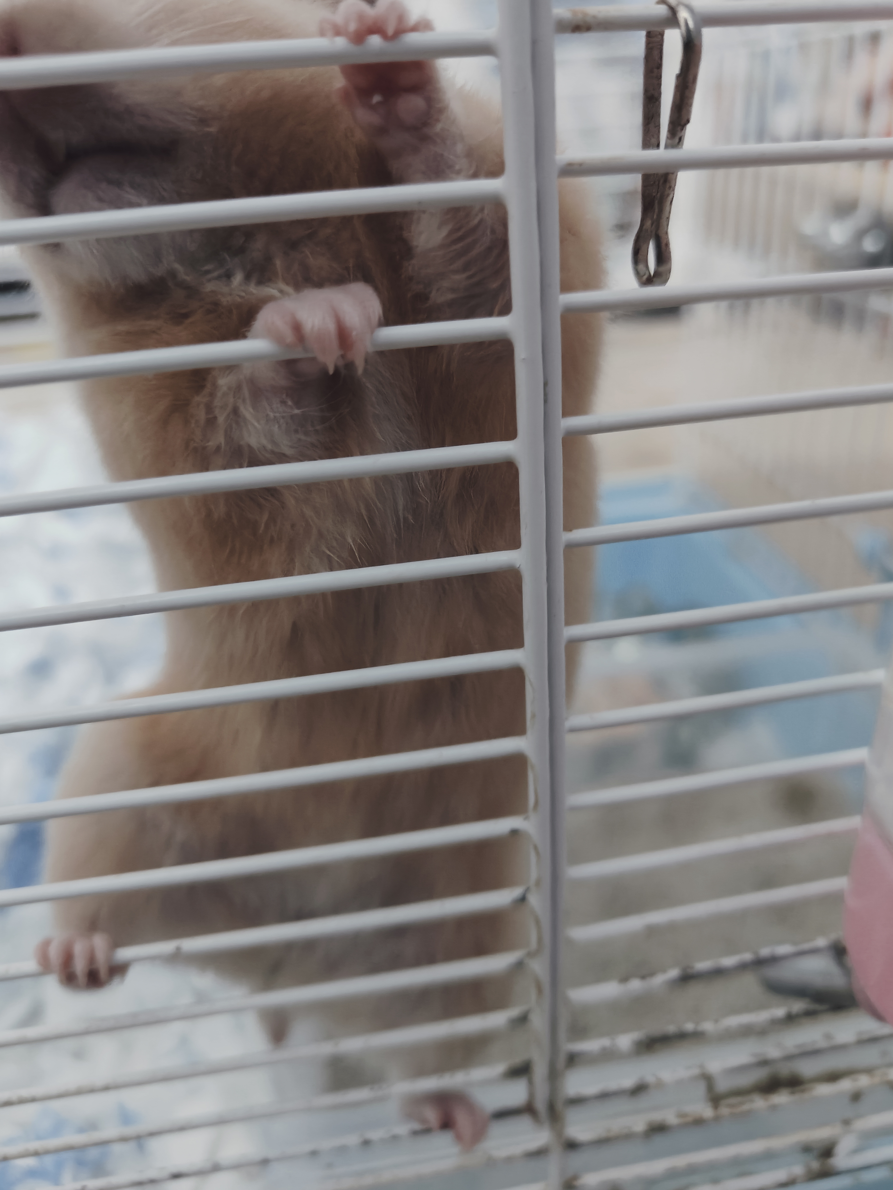 ppp后十九天了没动静这是假孕嘛#仓鼠金丝熊