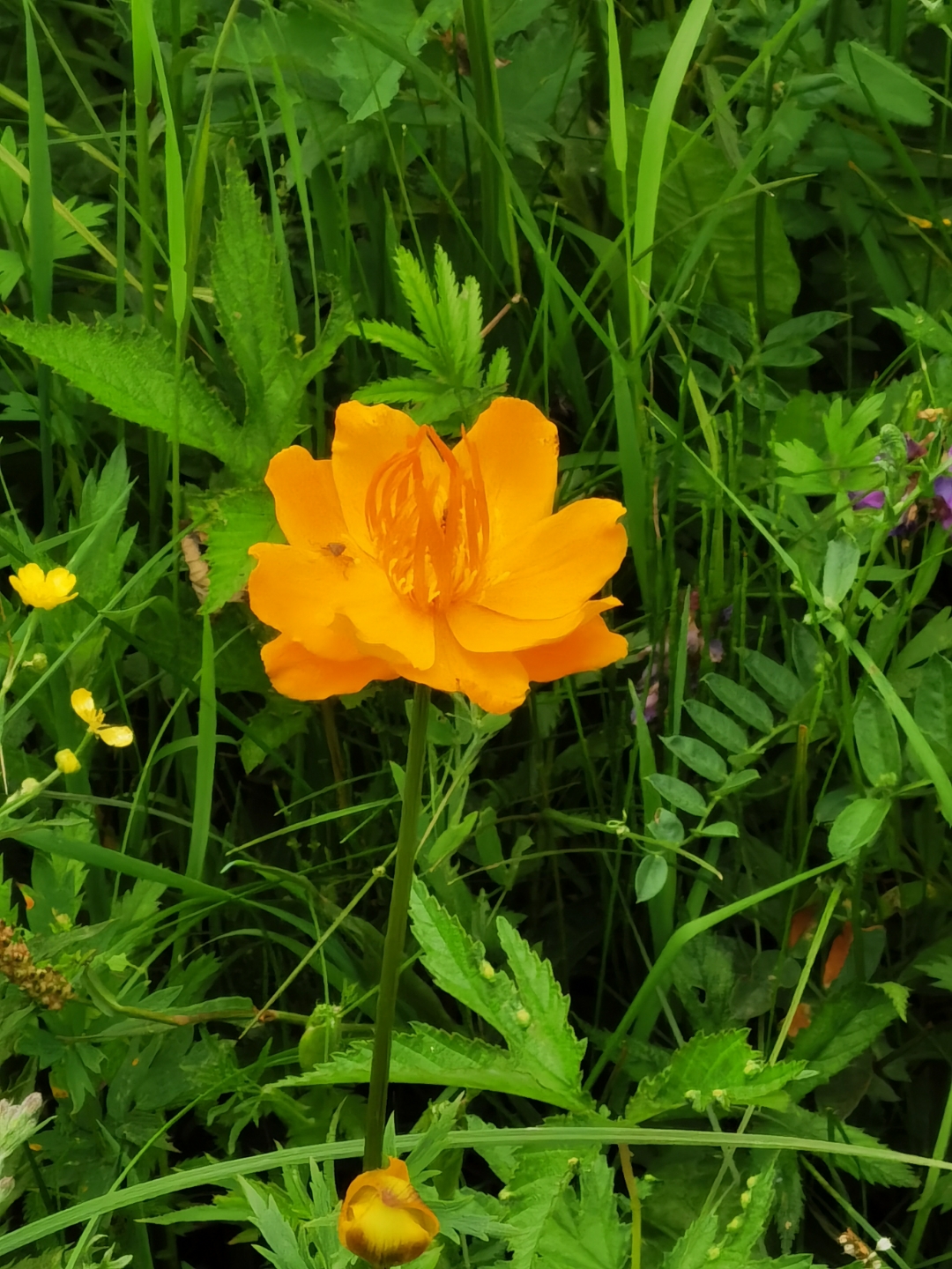 草原上的金莲花.