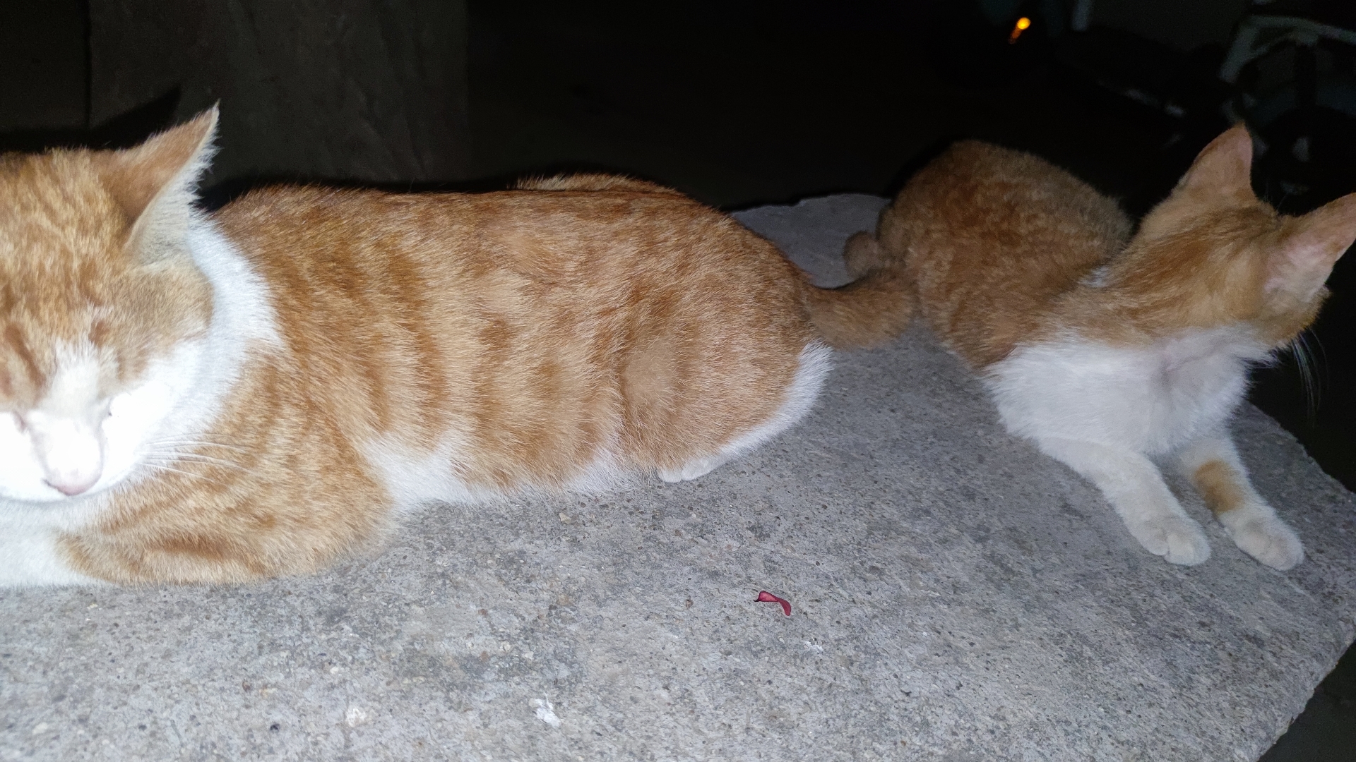 93 月黑风高,一只成年猫和一只幼猫在神秘的树下绎着属于它们的夜晚