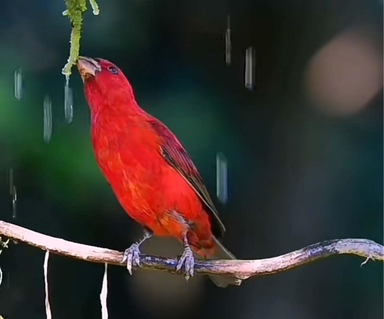 血雀的美丽与神秘 血雀,一种令人着迷的鸟类,从其独特的红色羽毛和