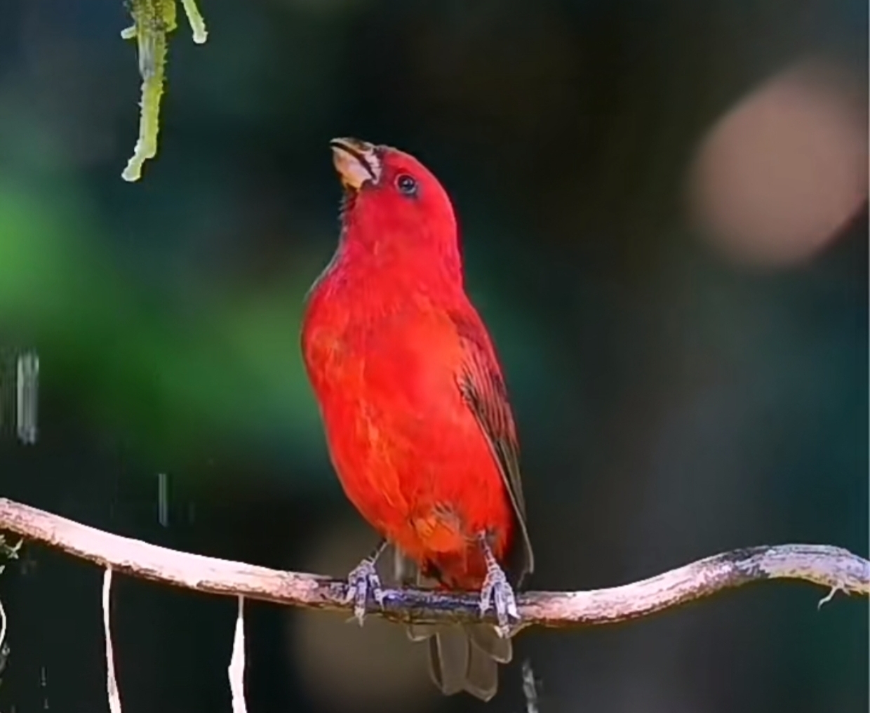 血雀的美丽与神秘 血雀,一种令人着迷的鸟类,从其独特的红色羽毛和