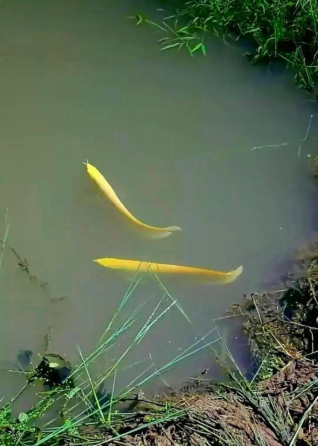 金龙鱼在热带雨林常见,引进国内金龙,在我国金色象征富贵,尤其鱼当中