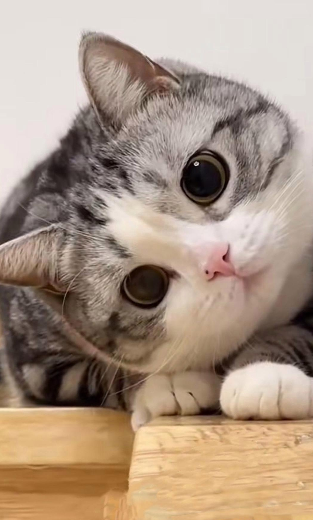 猫咪经常这样看我的,就瞪着大眼睛傻啦吧唧的表情,这画面温暖极了.