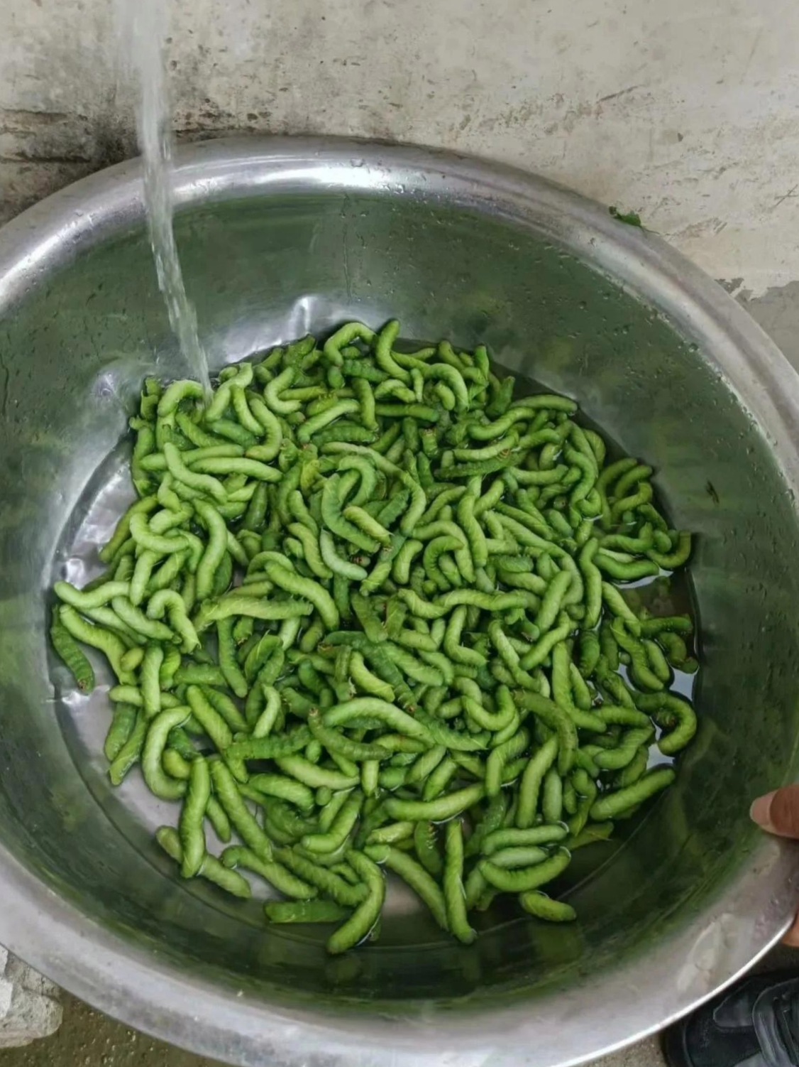 豆虫,这些还没下蛰,等到秋季下蛰了就更好吃了,可以放上调料煮着吃,也