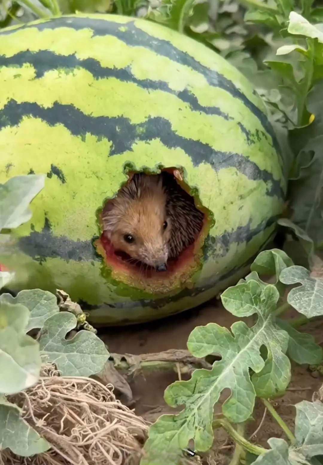 偷西瓜的贼,也知道自己犯错了还一副无辜样子!怎么就恨不起来呢?