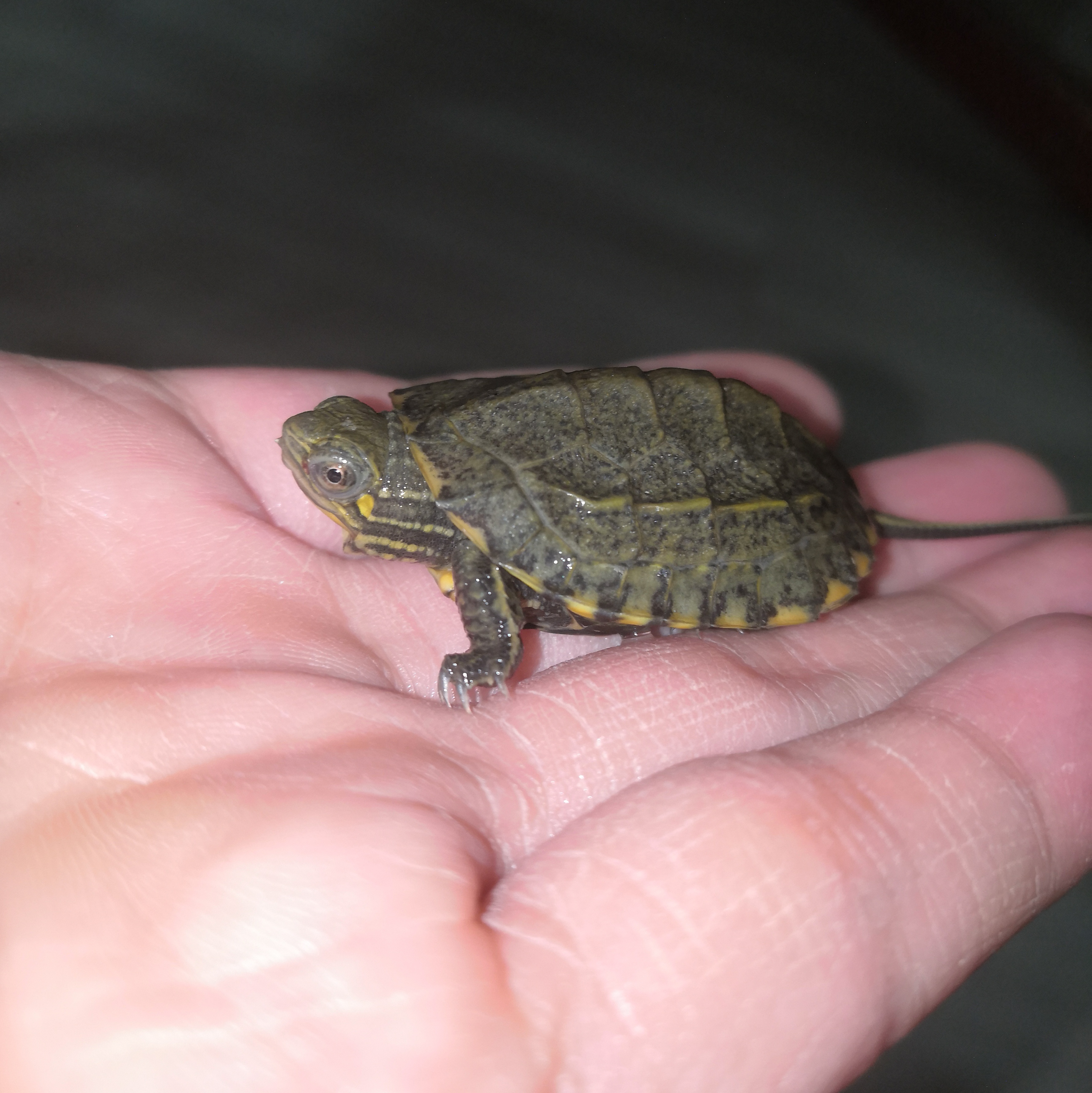 新入手的日石杂花杂草龟,江浙沪地区的今年头苗!