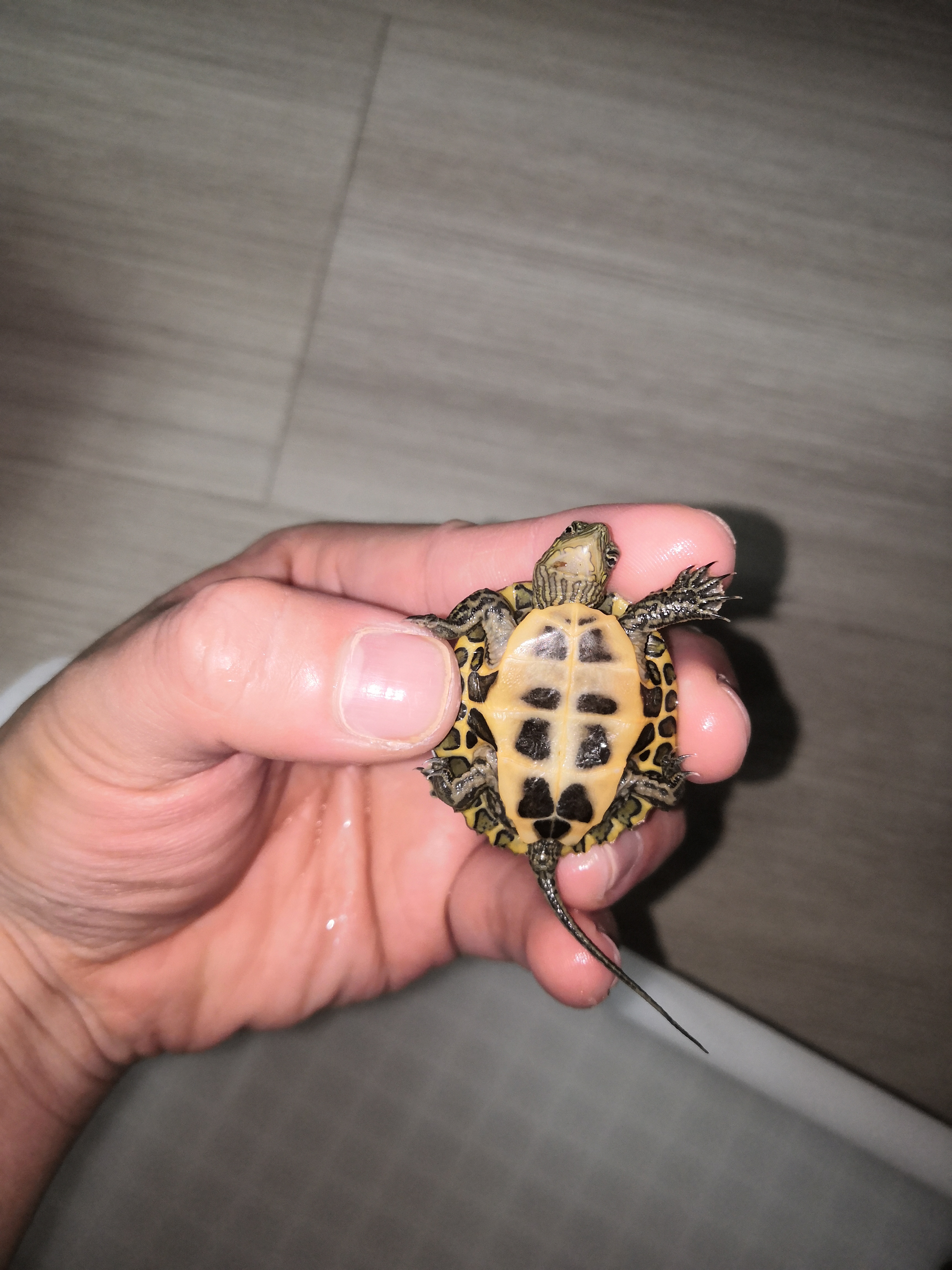 [三哈]新到的日石杂花龟,也是江浙沪地区的今年头苗!