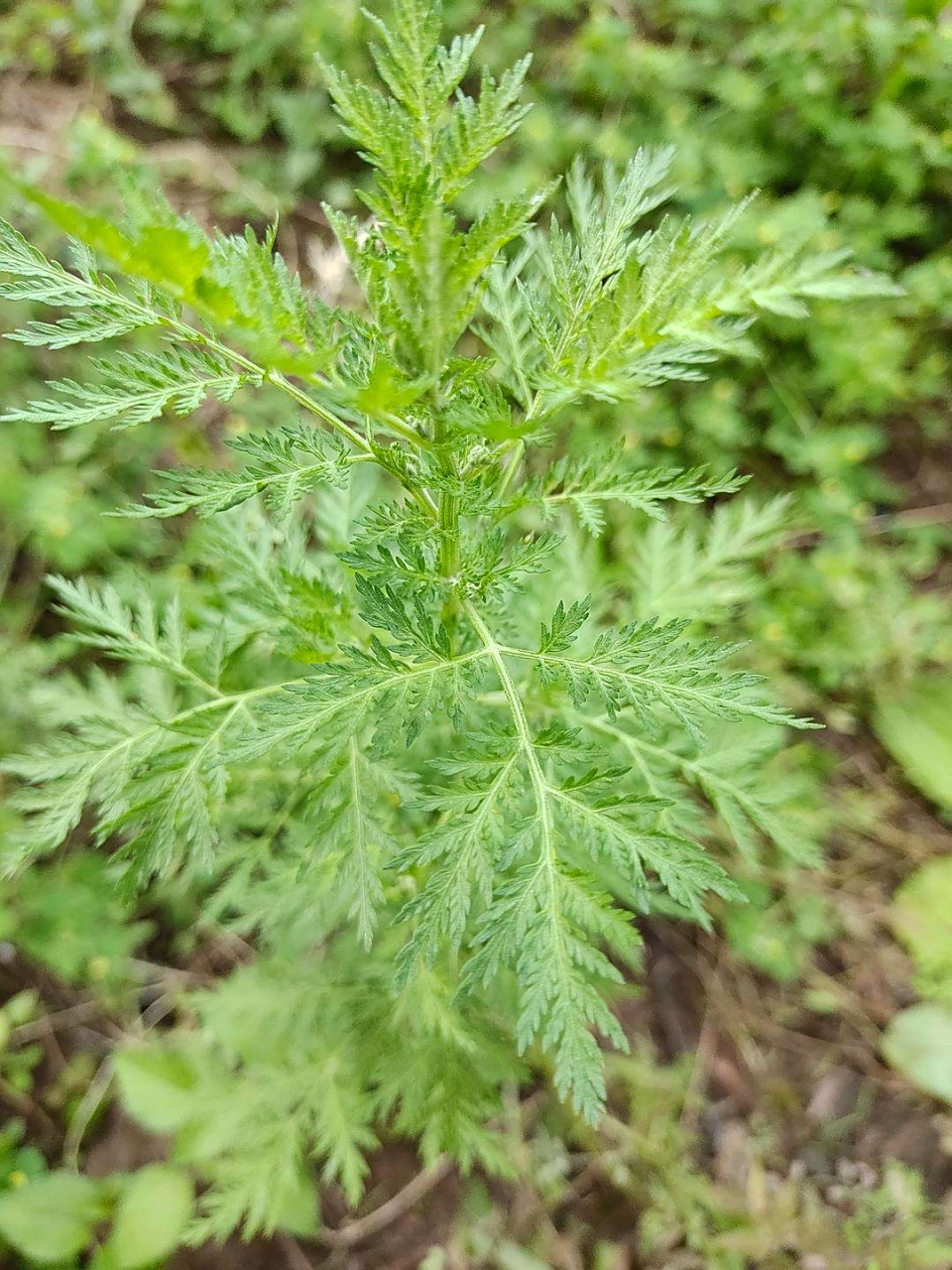 青蒿:为菊科一年生草本植物青蒿和黄花蒿的全草.