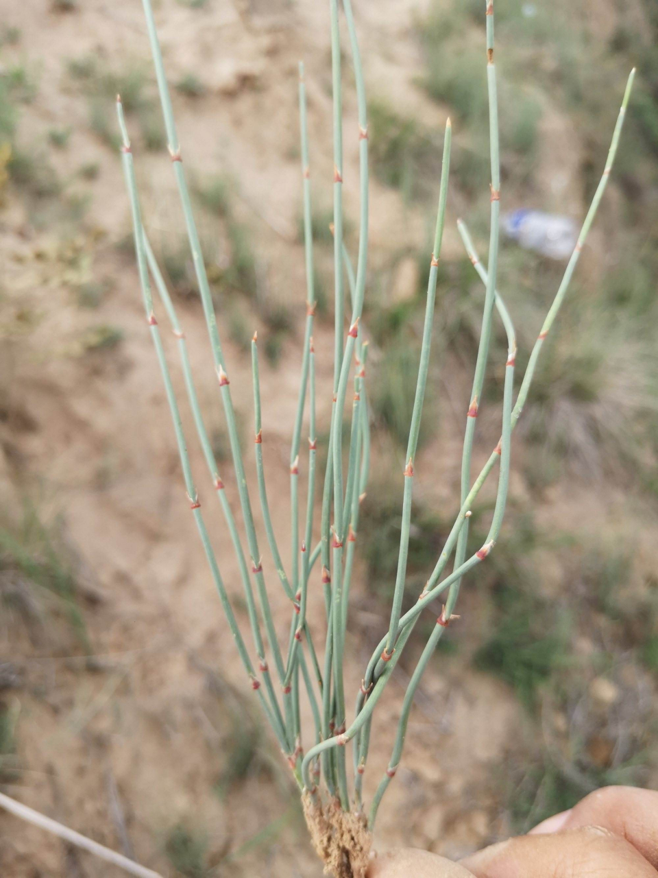 麻黄草图片水煮图片