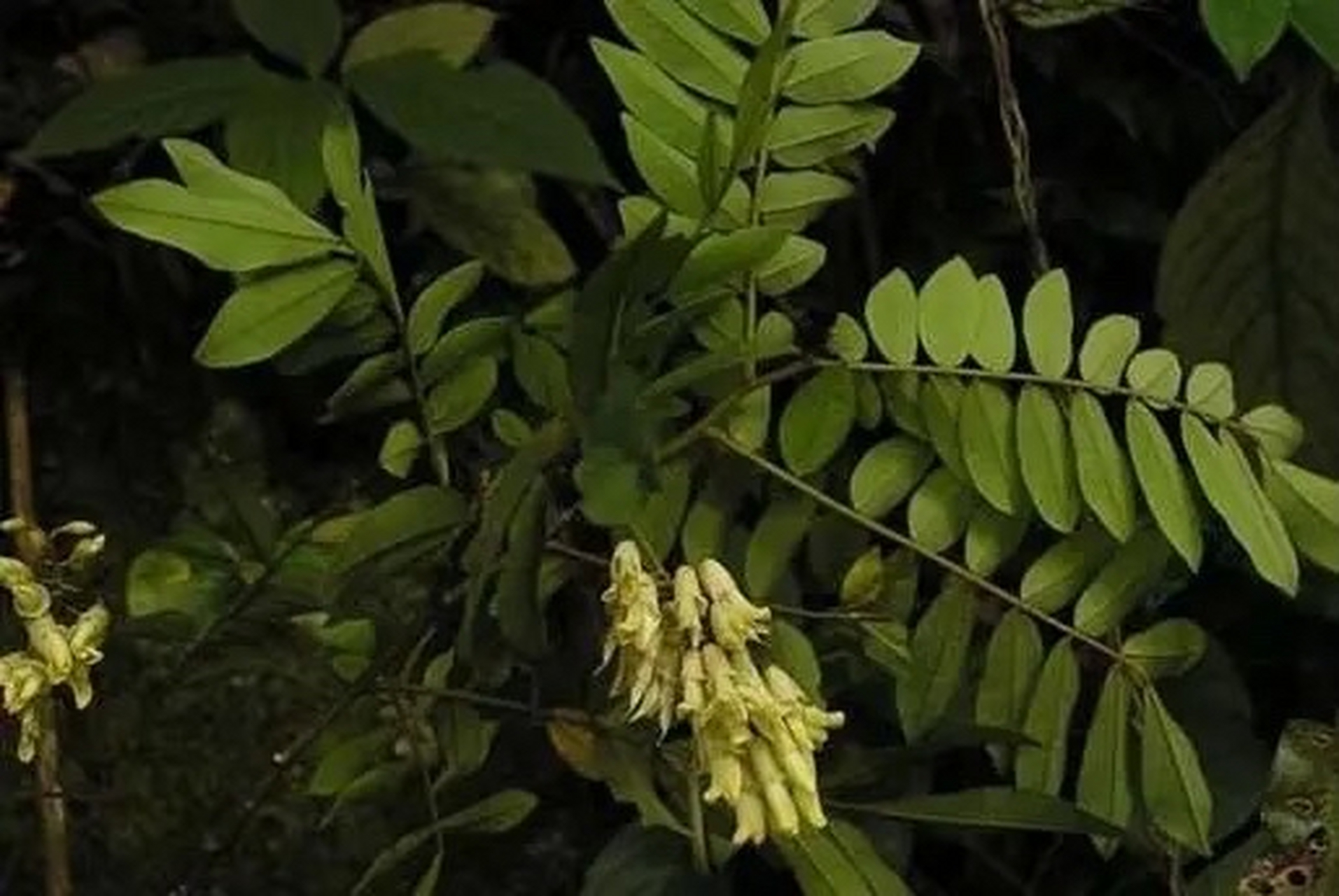 豆科植物的根图片