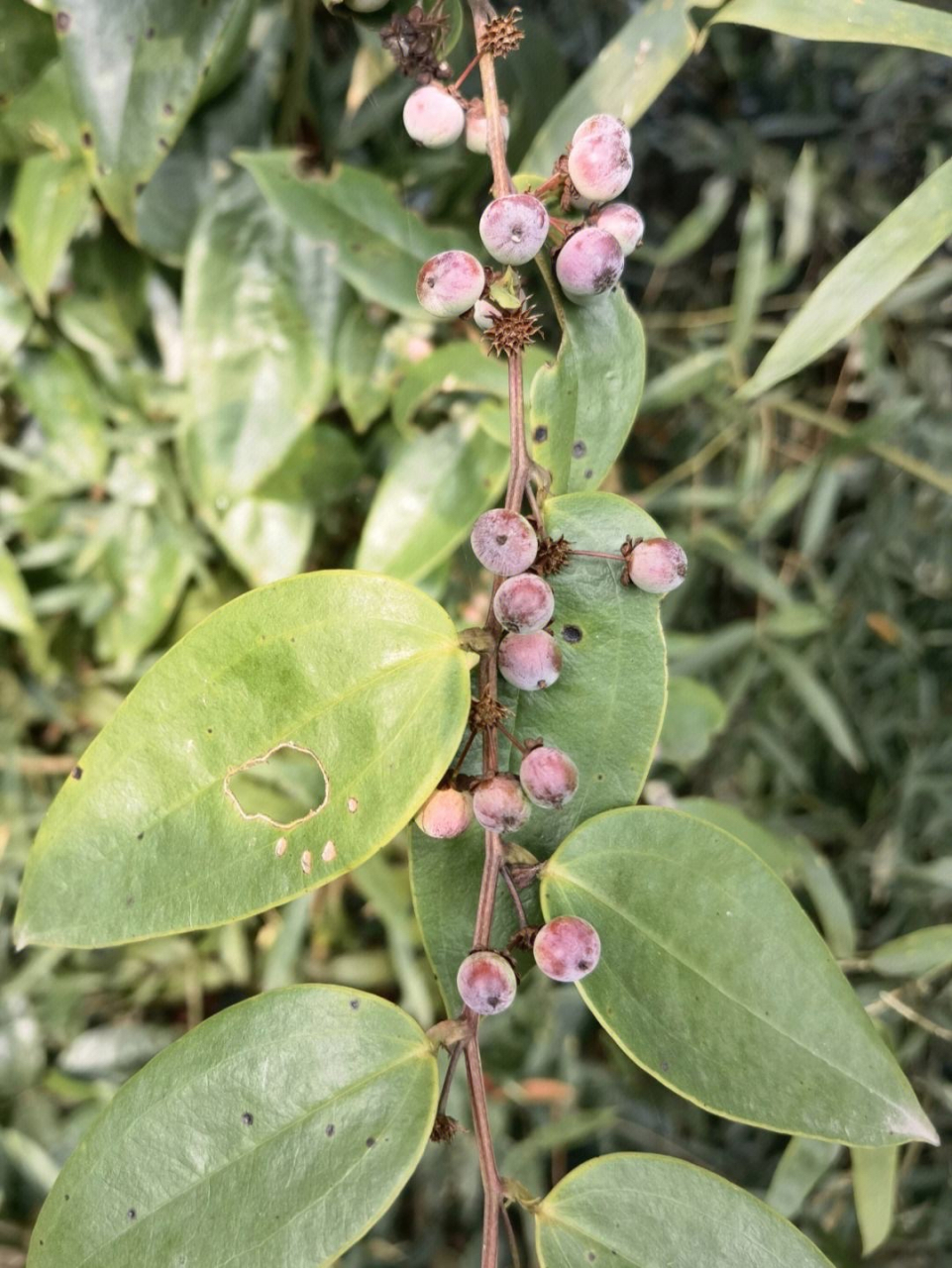 土茯苓:为百合科多年生常绿藤本植物土茯苓的块茎.