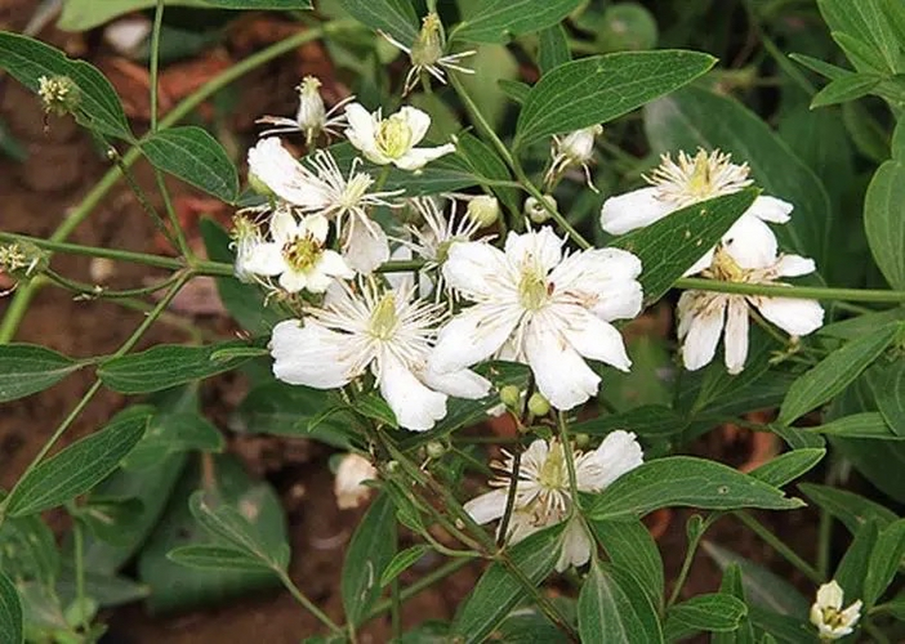 威灵仙主产于江苏,安徽,浙江等地,应用较广.后两种部分地区应用.