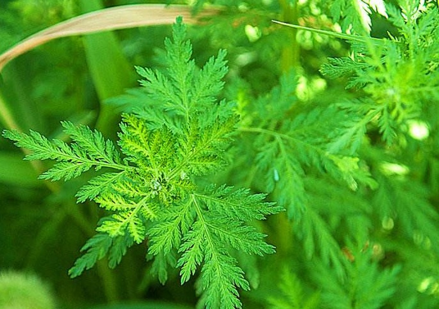 青蒿:为菊科一年生草本植物青蒿和黄花蒿的全草.