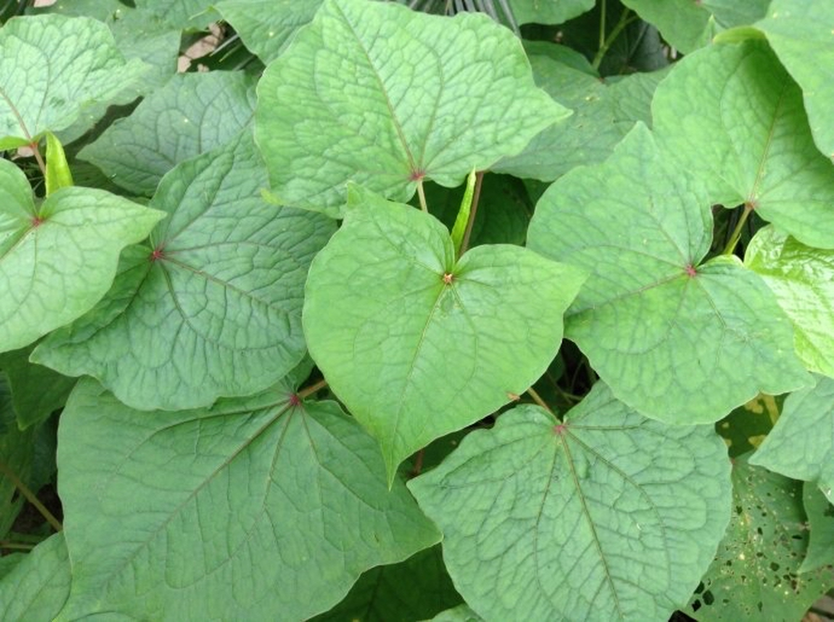 金荞麦:为蓼科多年生草本植物野荞麦(天荞麦)的根茎和块根.