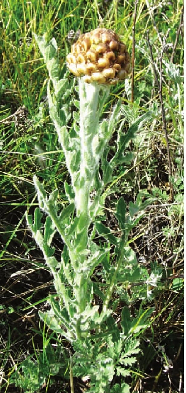 祁州漏芦主产于东北,华北,西北;禹州漏芦主产于河南,安徽,江苏,湖北等